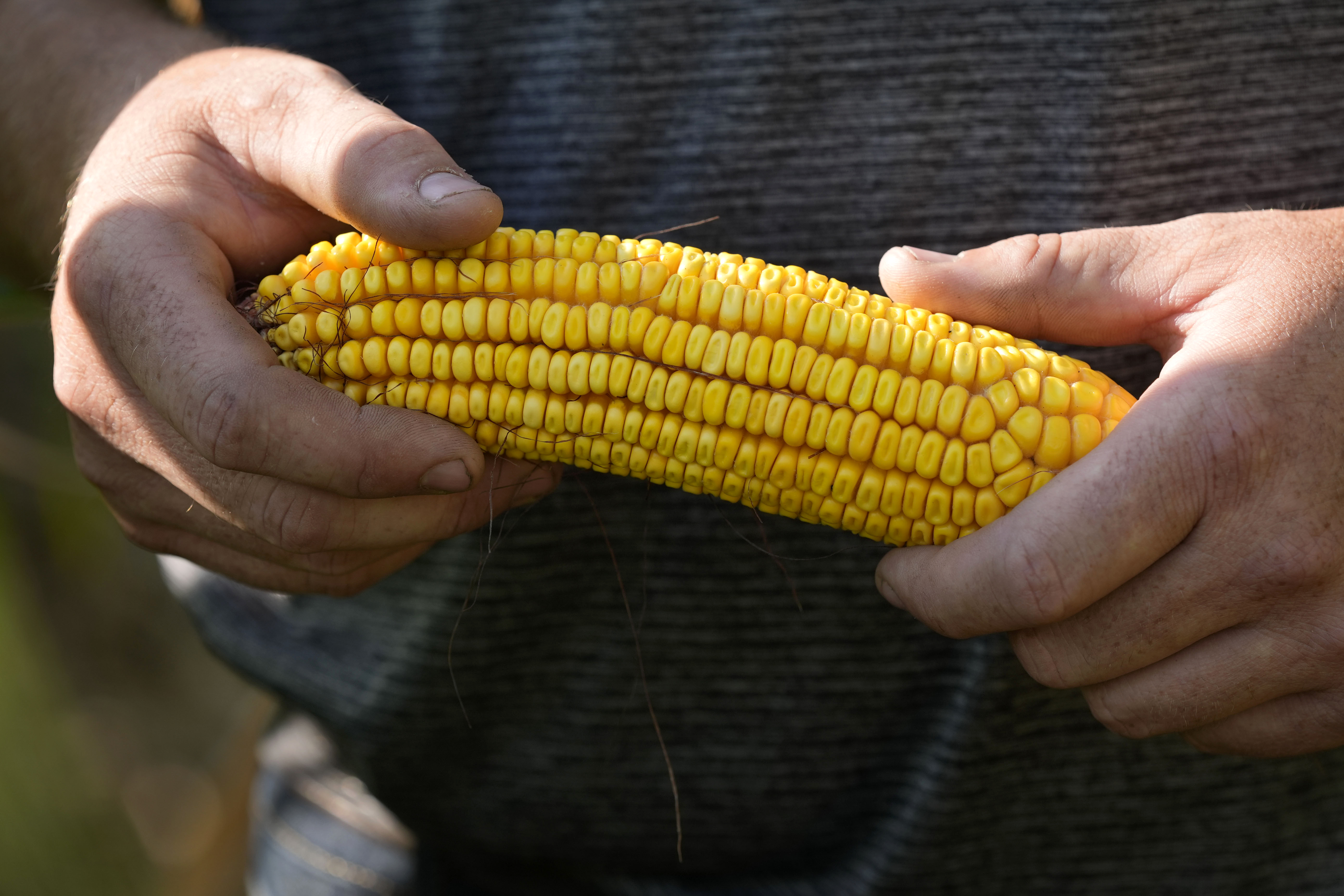 Cameron Sorgenfrey holds an ear of corn from a short corn stalk in his field, Monday, Sept. 16, 2024, in Wyoming, Iowa. (AP Photo/Charlie Neibergall)