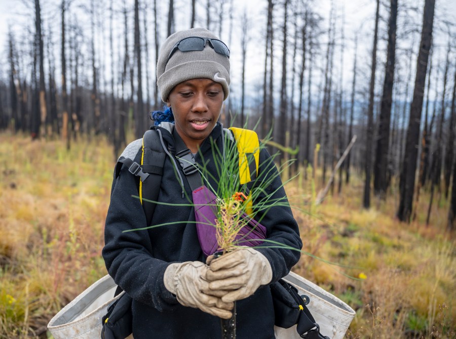 In this photo provided by The Nature Conservancy, Annie Topal plants a seedling during a restoration project on the burn scar left by the Hermit's Peak/Calf Canyon Fire near Mora, N.M., Saturday, Sept. 21, 2024. (Roberto E. Rosales/The Nature Conservancy via AP)