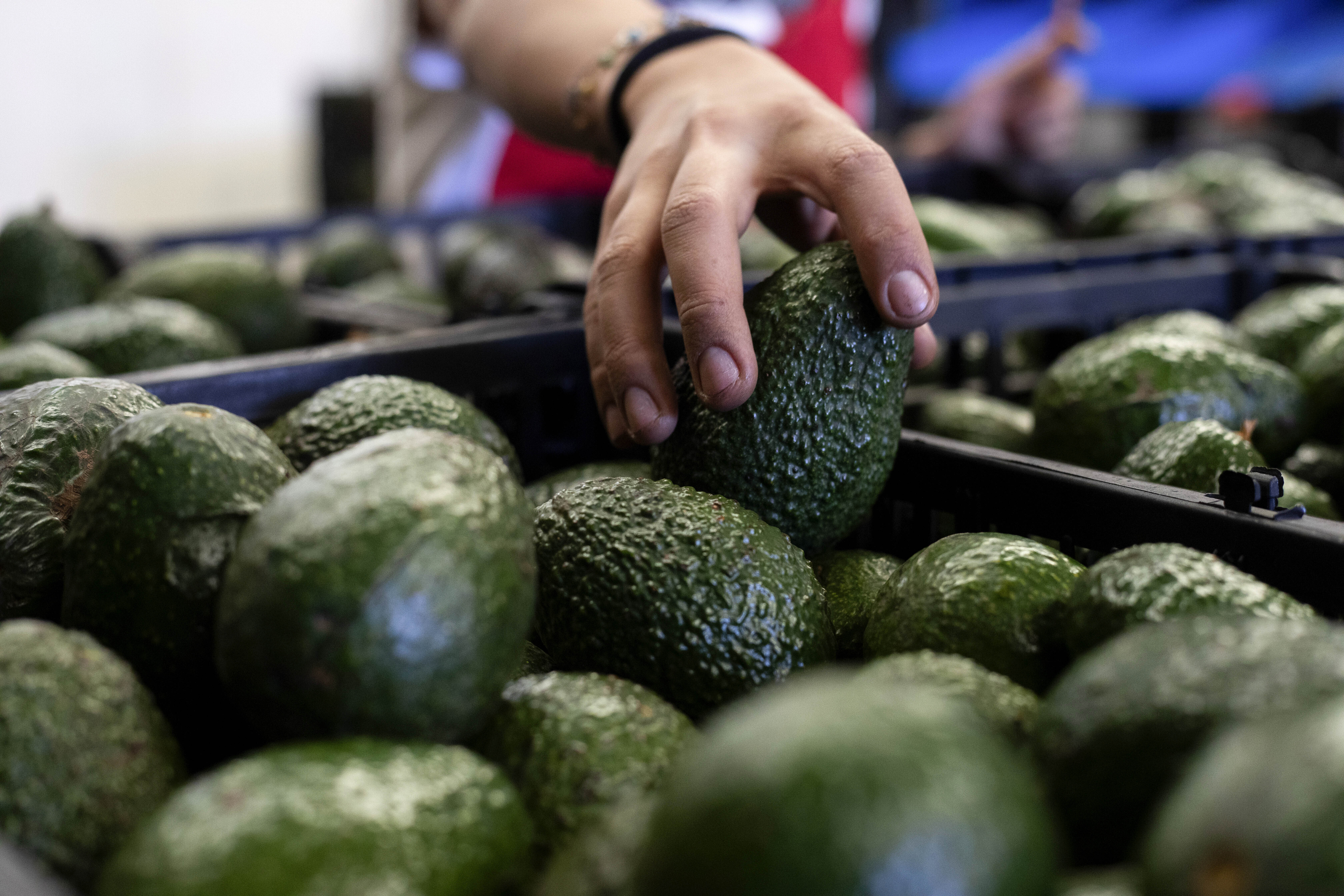 FILE - A worker packs avocados at a plant in Uruapan, Michoacan state, Mexico, Feb. 9, 2024. (AP Photo/Armando Solis, File)