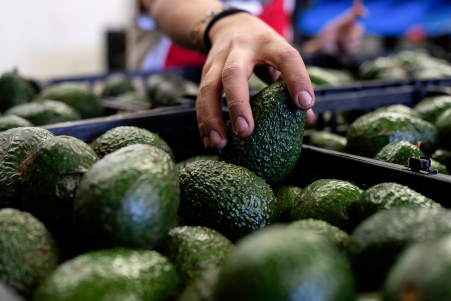 FILE - A worker packs avocados at a plant in Uruapan, Michoacan state, Mexico, Feb. 9, 2024. (AP Photo/Armando Solis, File)