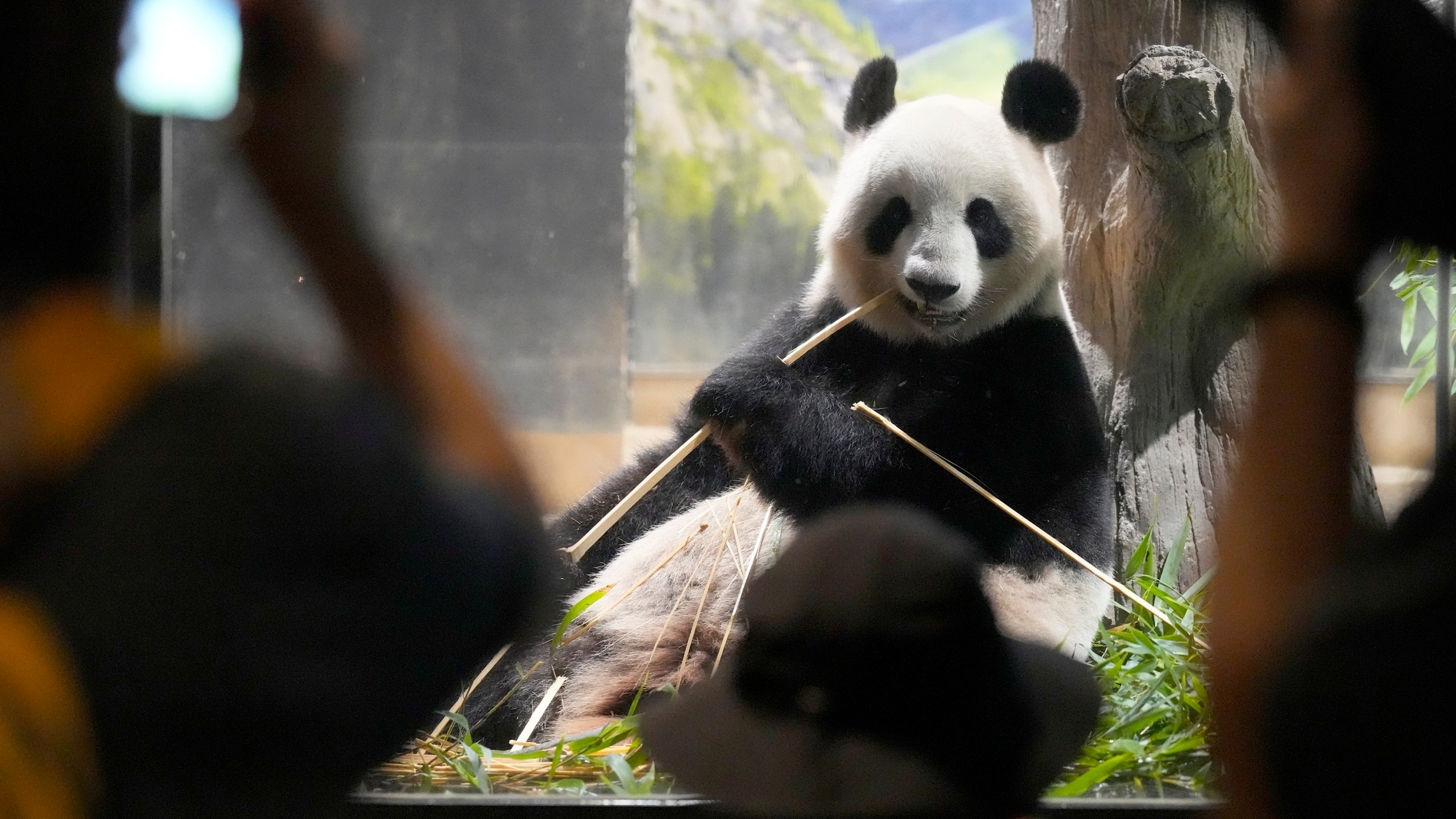 Visitors watch the giant panda Shin Shin at Ueno Zoo, a day before giant panda couple Ri Ri and Shin Shin's return to China, Saturday, Sept. 28, 2024, in Tokyo. (AP Photo/Eugene Hoshiko)