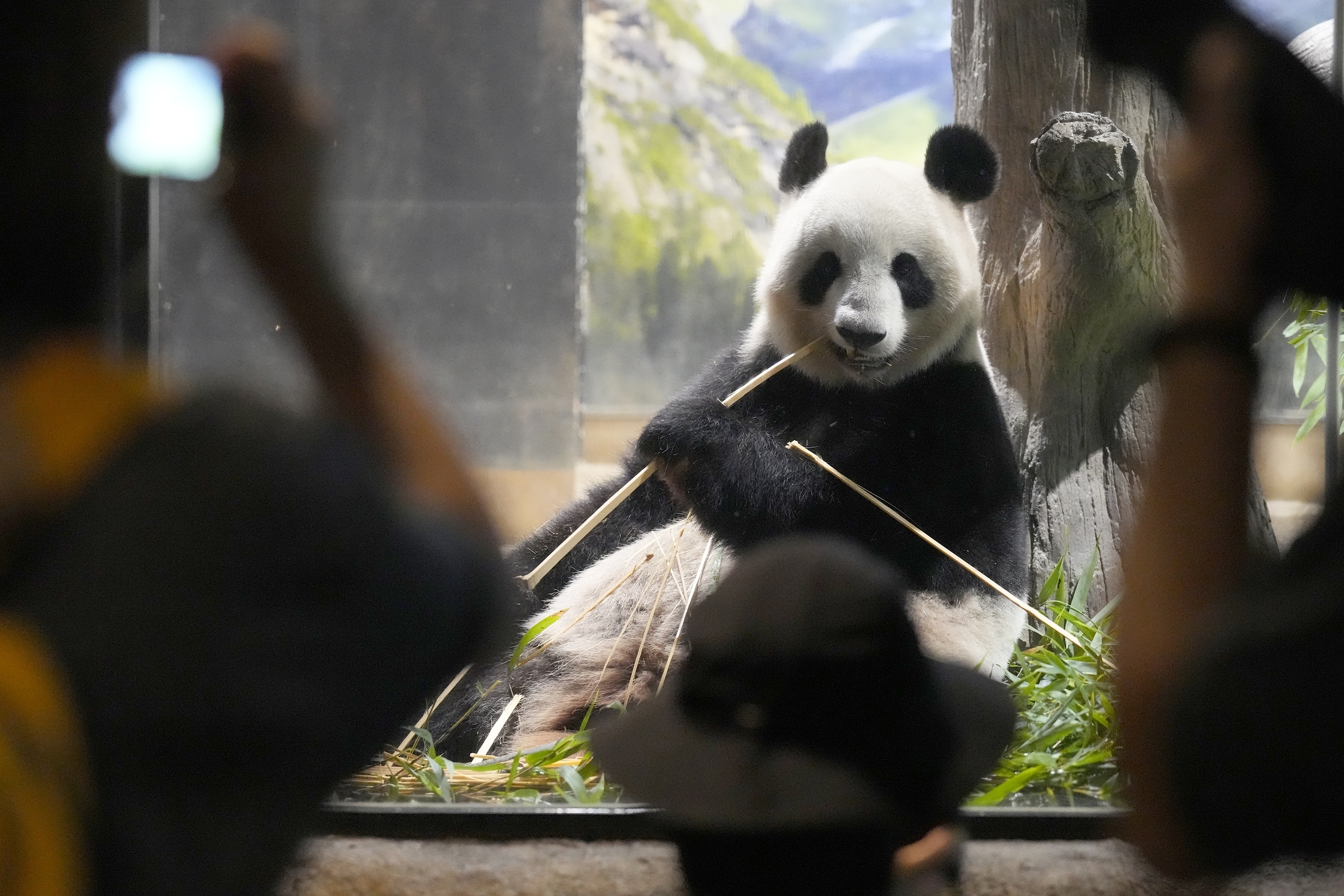 Visitors watch the giant panda Shin Shin at Ueno Zoo, a day before giant panda couple Ri Ri and Shin Shin's return to China, Saturday, Sept. 28, 2024, in Tokyo. (AP Photo/Eugene Hoshiko)