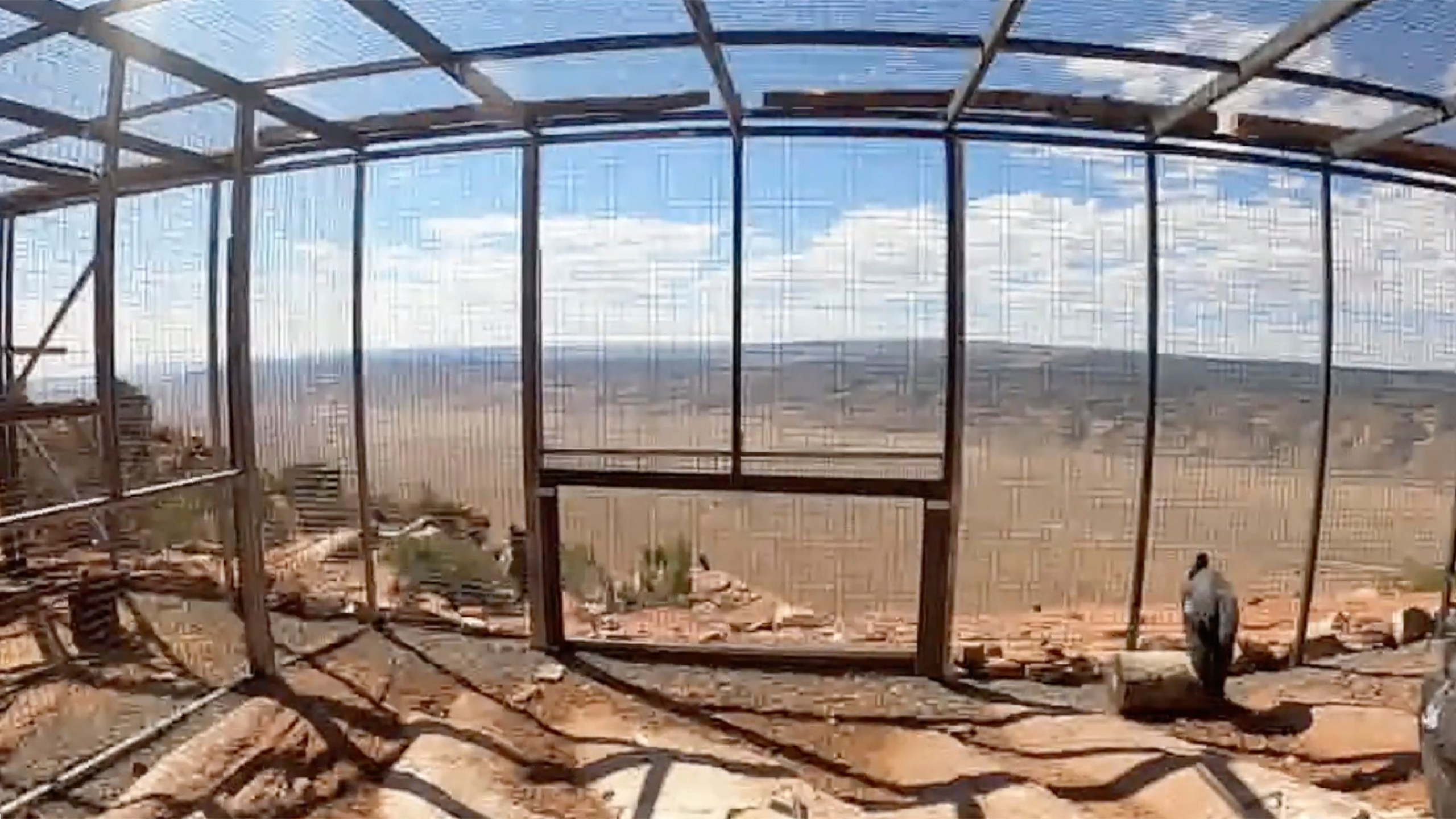 This photo provided by The Peregrine Fund and the Bureau of Land Management shows California condors inside a pen before being released on Saturday, Sept. 28, 2024 from Vermillion Cliffs National Monument in Arizona, about 50 miles (80 kilometers) from the Grand Canyon's North Rim. (The Peregrine Fund and the Bureau of Land Management via AP)