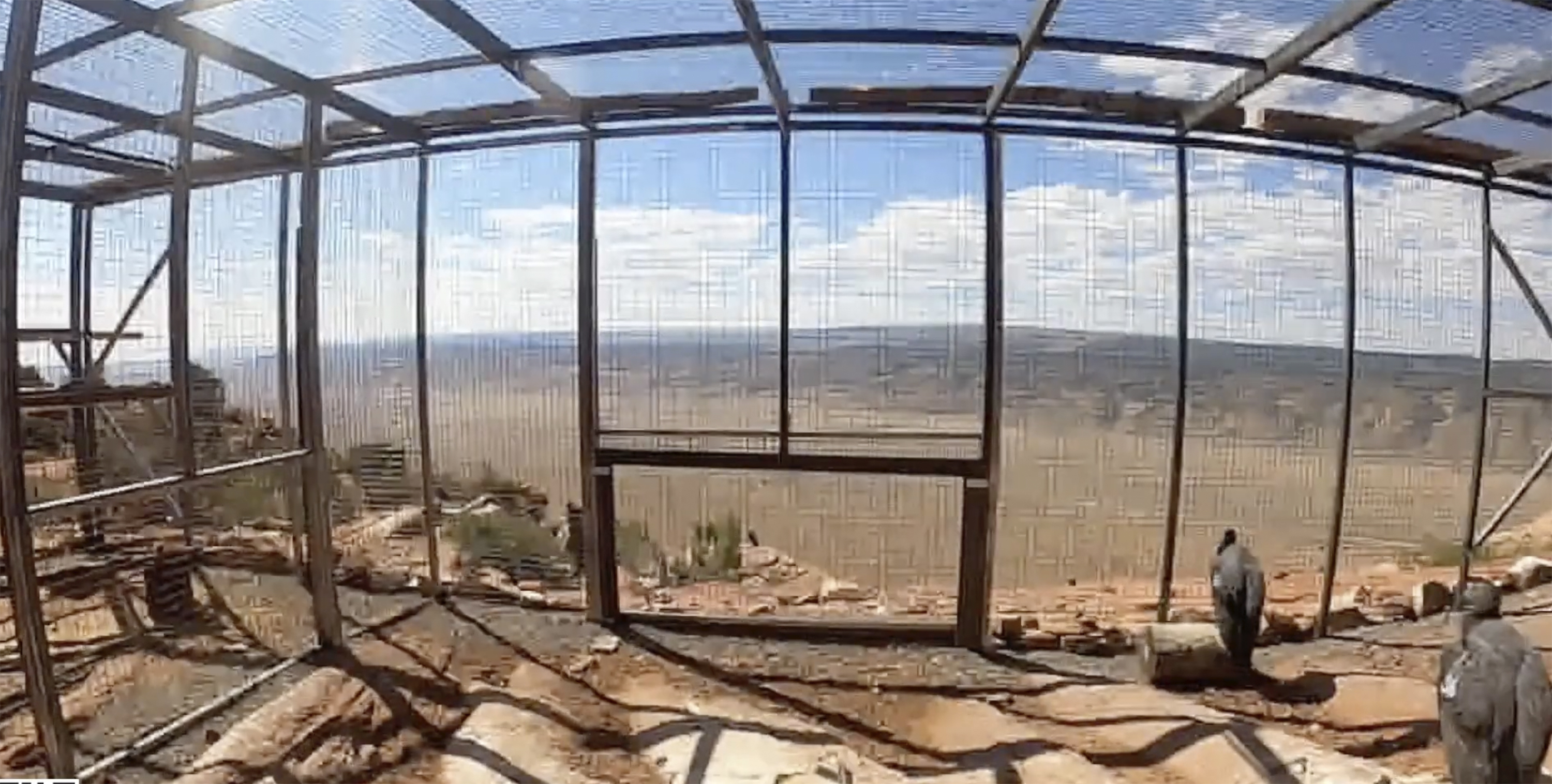 This photo provided by The Peregrine Fund and the Bureau of Land Management shows California condors inside a pen before being released on Saturday, Sept. 28, 2024 from Vermillion Cliffs National Monument in Arizona, about 50 miles (80 kilometers) from the Grand Canyon's North Rim. (The Peregrine Fund and the Bureau of Land Management via AP)