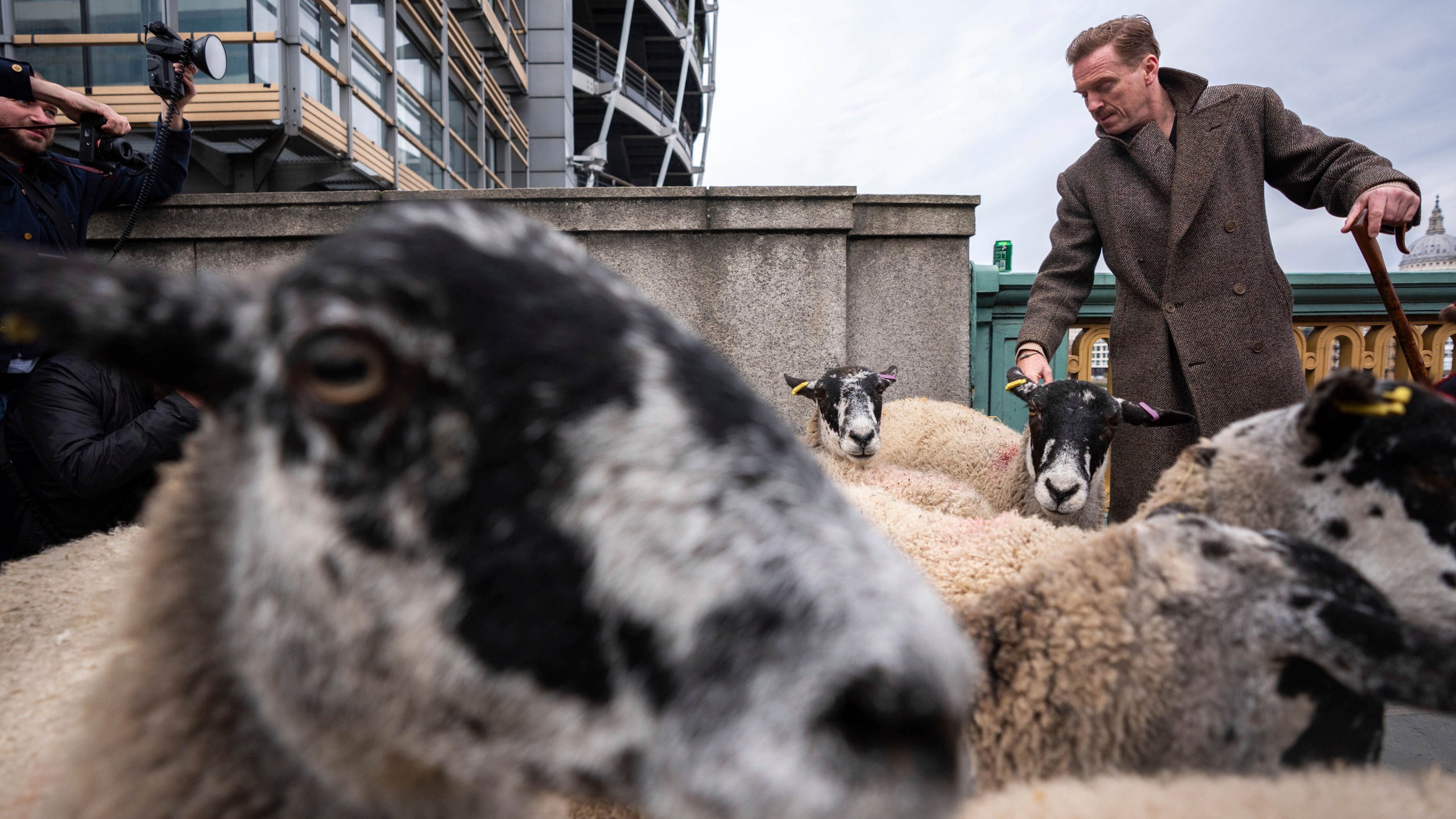 Damien Lewis drives sheep over Southwark Bridge, London, in the 11th London Sheep Drive, in London, Sunday, Sept. 29, 2024. (James Manning/PA via AP)