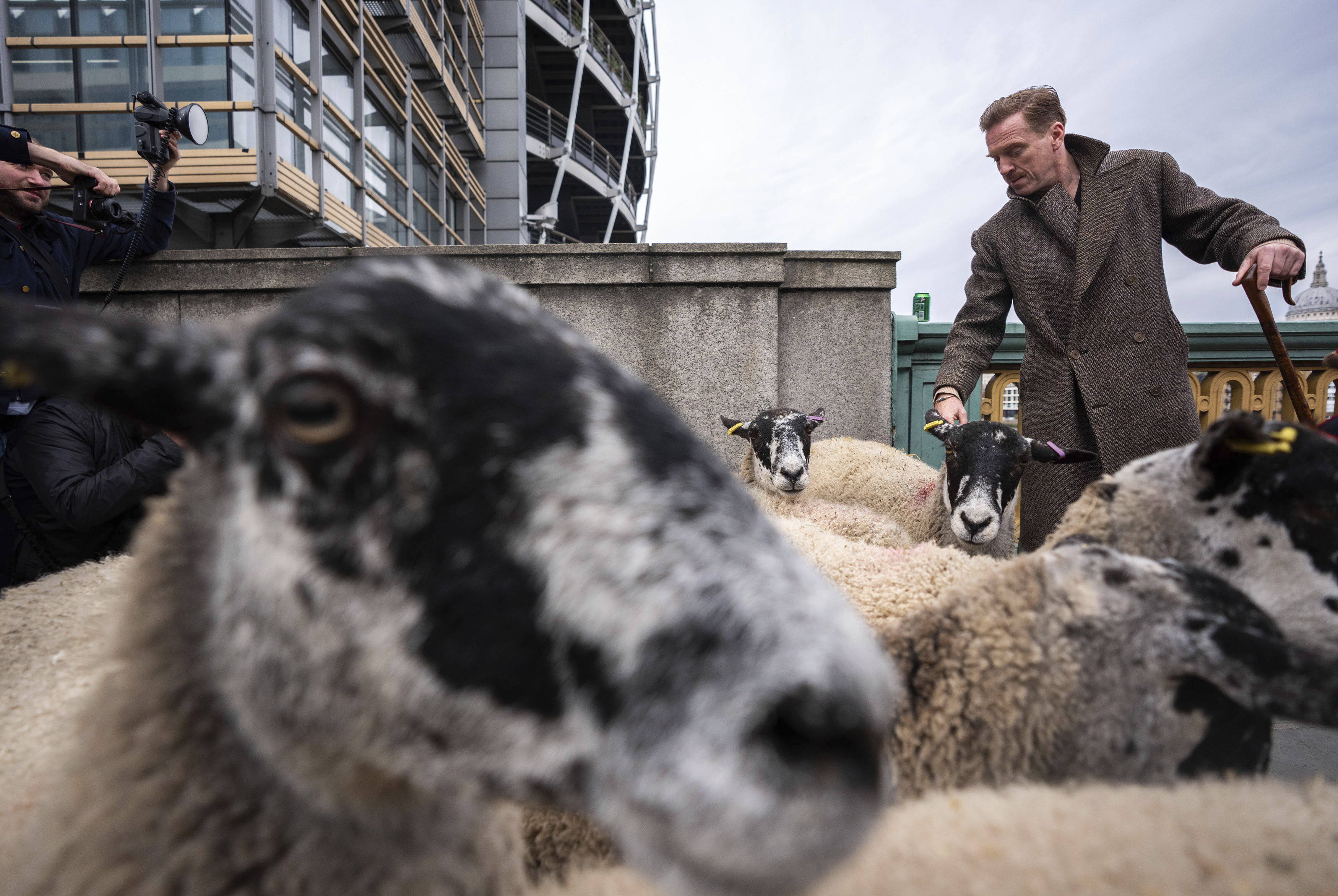 Damien Lewis drives sheep over Southwark Bridge, London, in the 11th London Sheep Drive, in London, Sunday, Sept. 29, 2024. (James Manning/PA via AP)