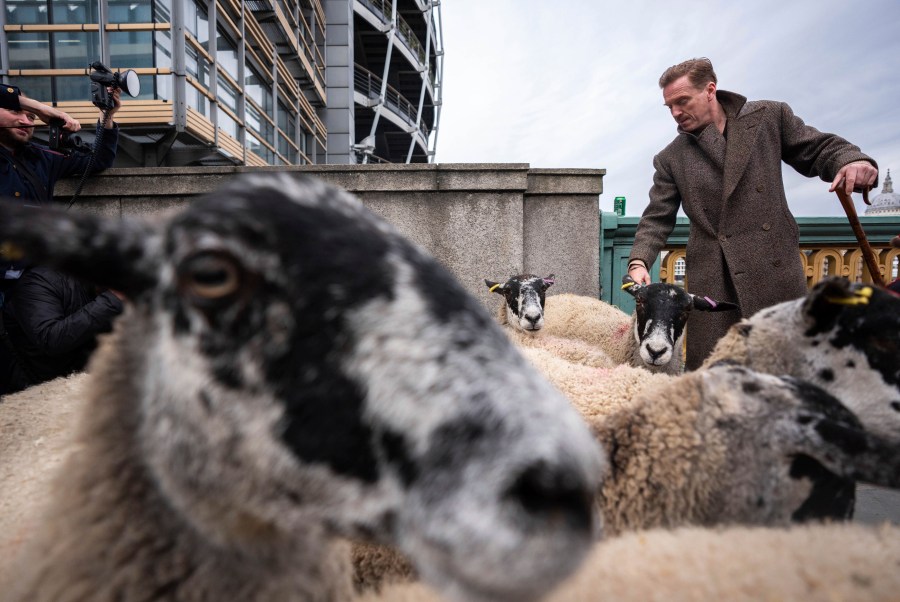 Damien Lewis drives sheep over Southwark Bridge, London, in the 11th London Sheep Drive, in London, Sunday, Sept. 29, 2024. (James Manning/PA via AP)