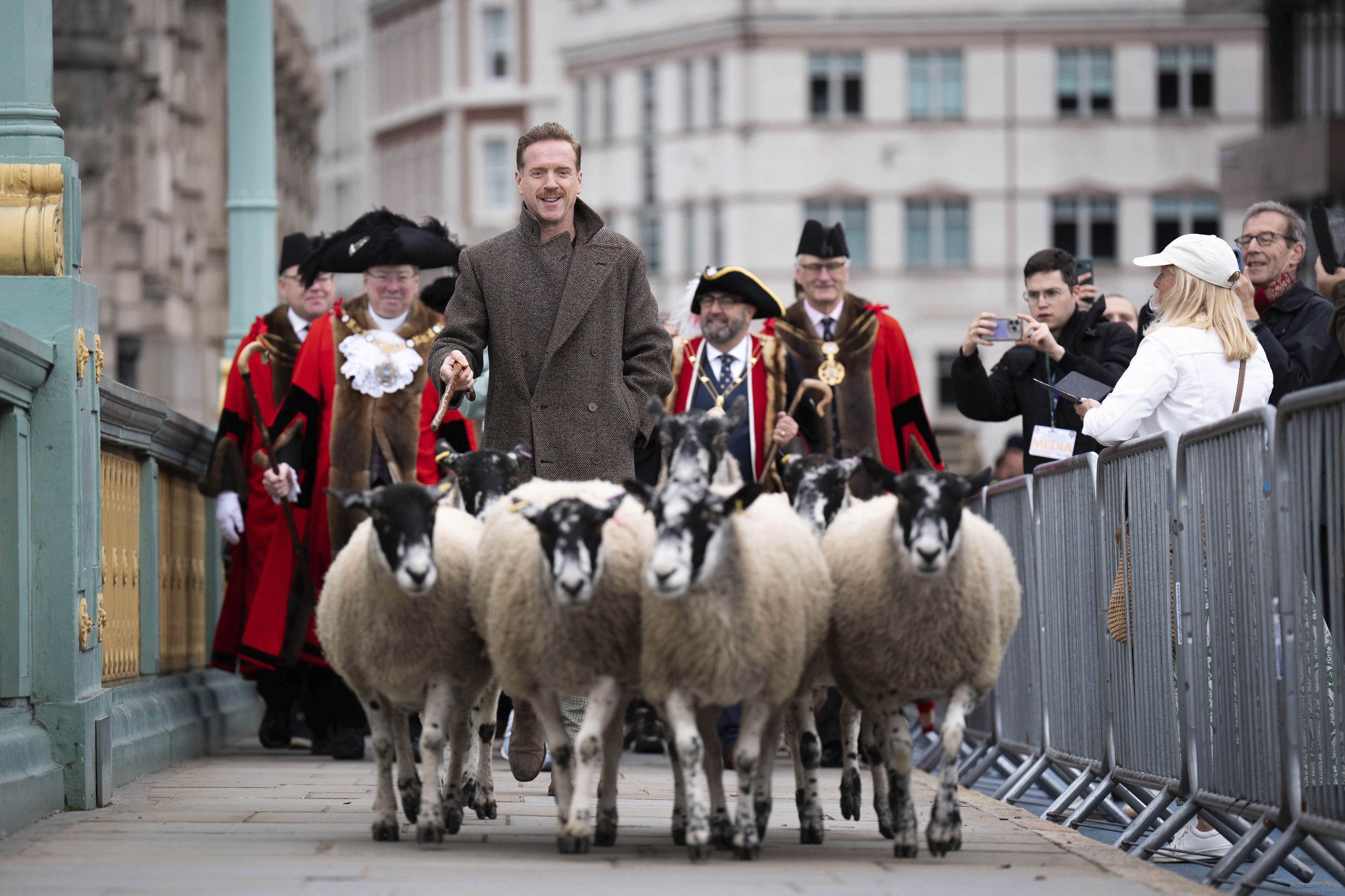 Damien Lewis drives sheep over Southwark Bridge, London, in the 11th London Sheep Drive, in London, Sunday, Sept. 29, 2024. (James Manning/PA via AP)