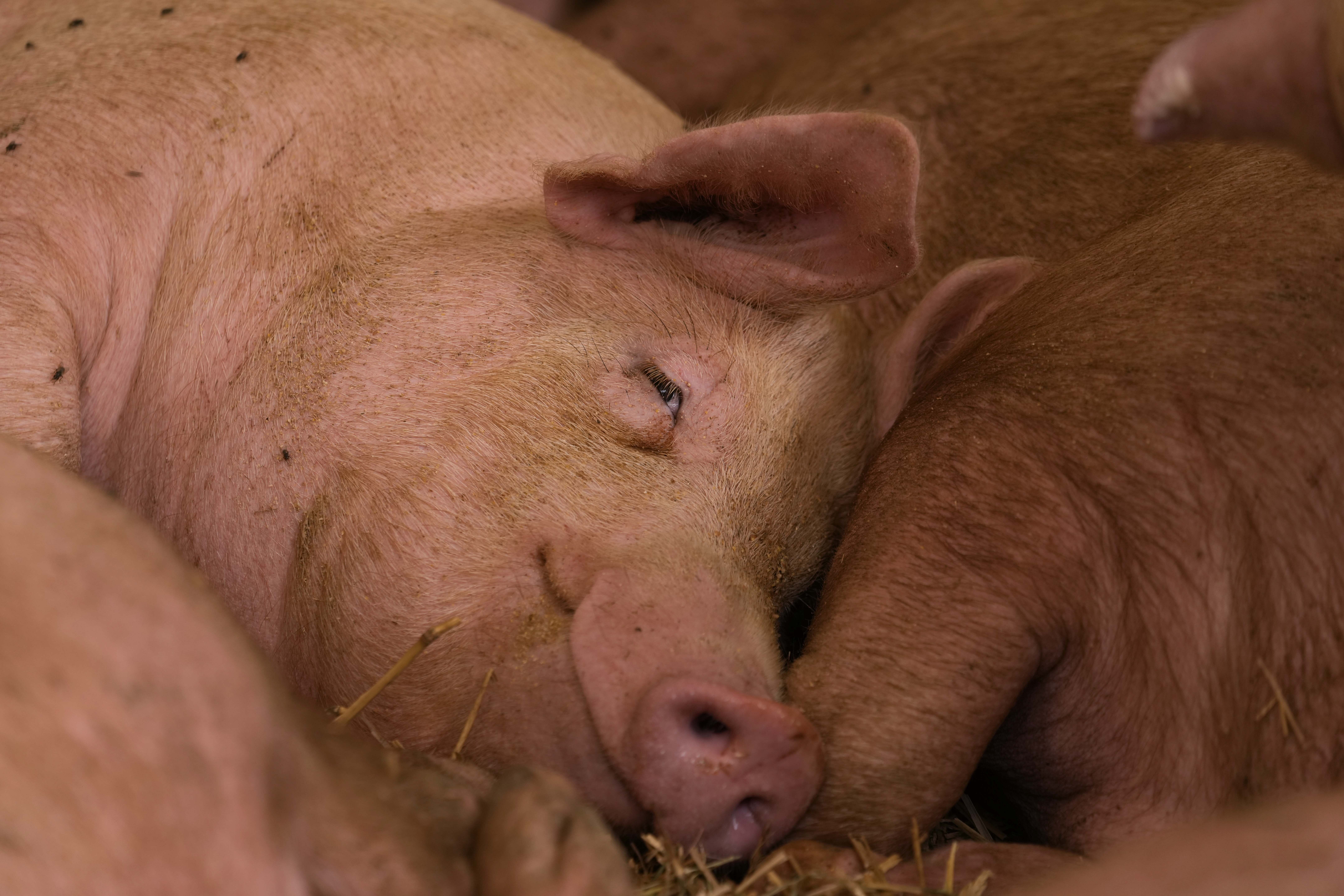 A pig sleeps on in a shed of the Piggly farm in Pegognaga, near Mantova, northern Italy, Wednesday, Sept. 25, 2024. (AP Photo/Luca Bruno)