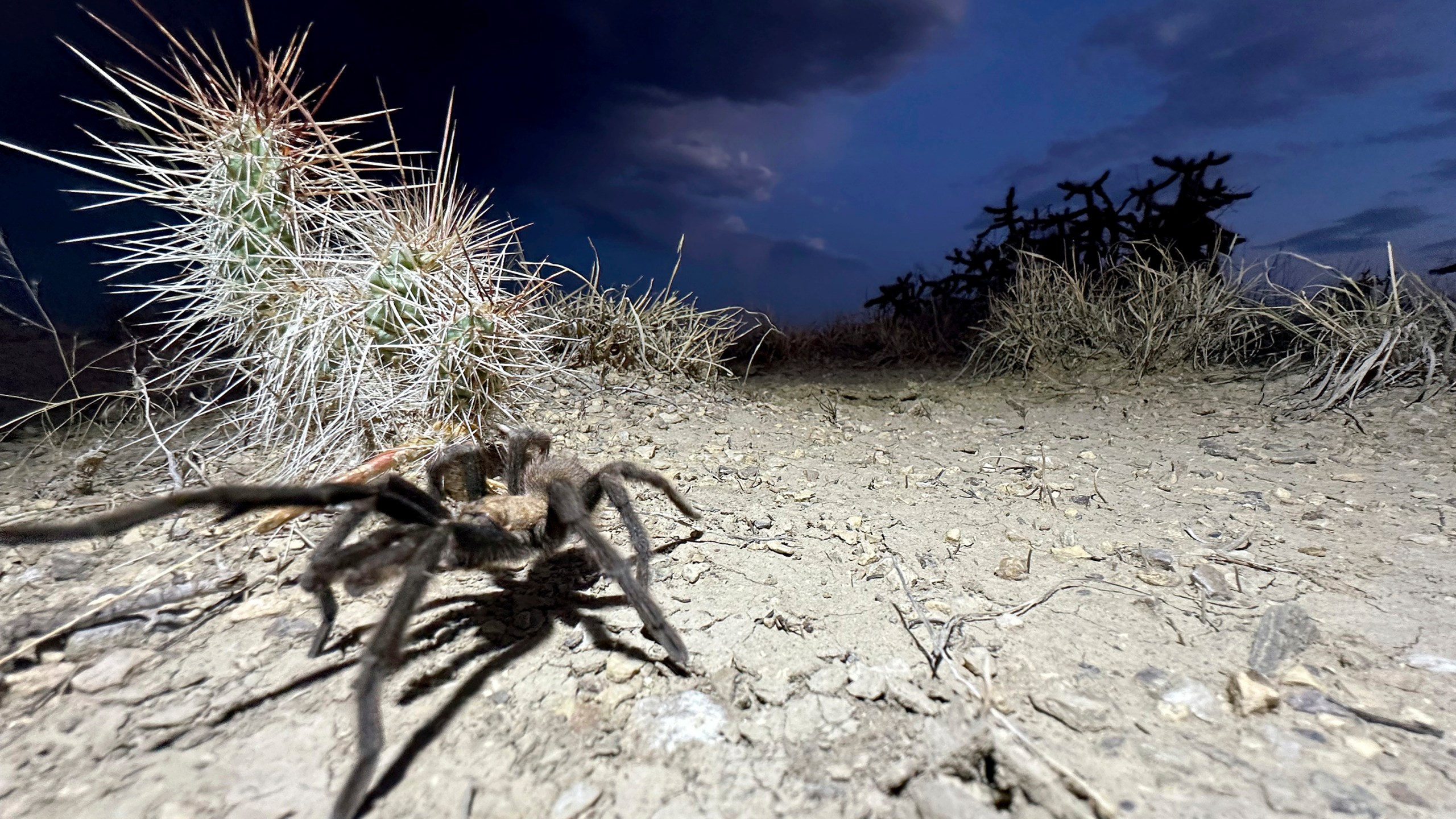 A male tarantula looks for a mate on the plains near La Junta, Colo., on Friday, Sept. 27, 2024. (AP Photo/Thomas Peipert)