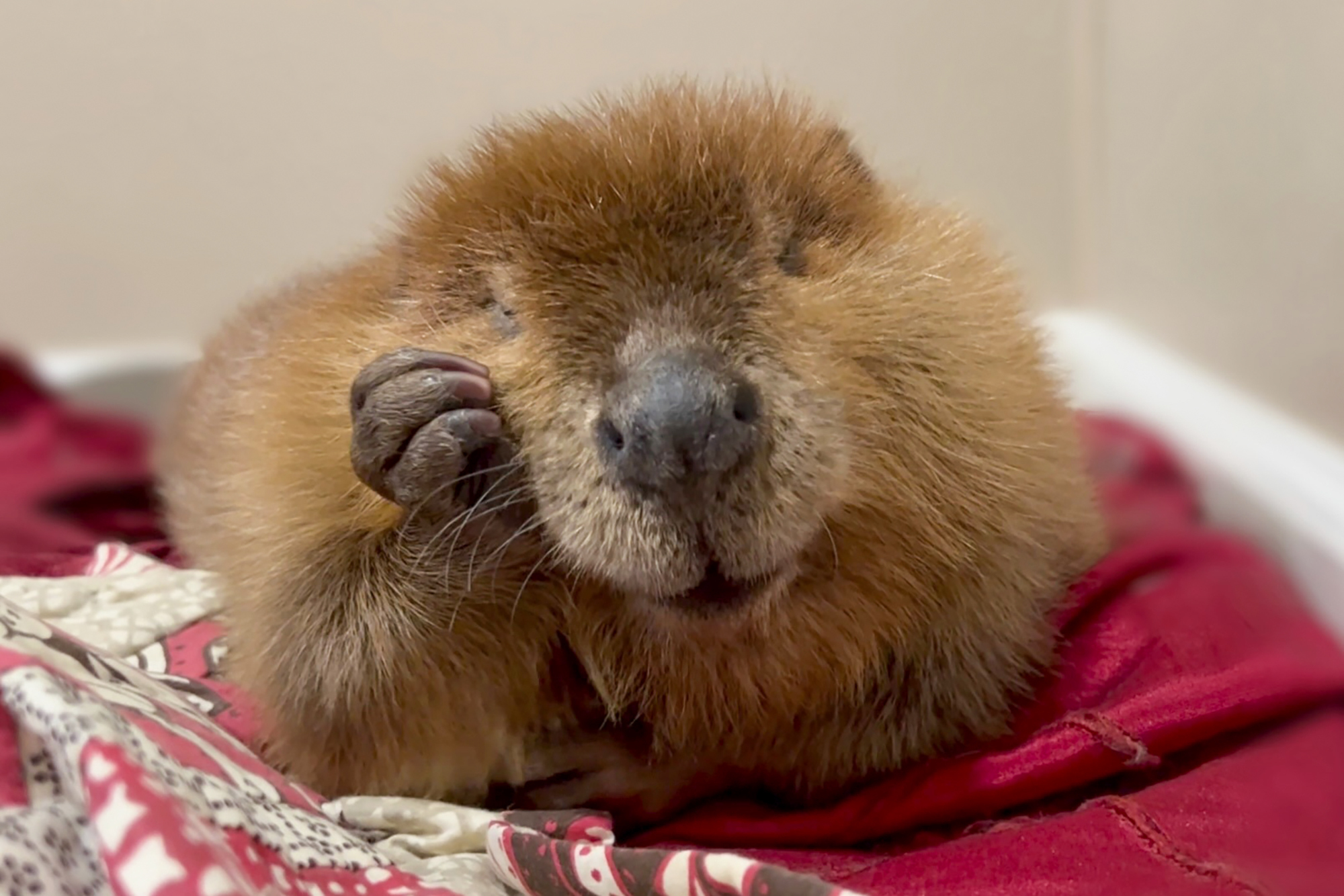 This October 2024 photo provided by Newhouse Wildlife Rescue shows Nibi, a 1-year-old beaver, at the Newhouse Wildlife Rescue in Chelmsford, Mass. (Jane Newhouse/Newhouse Wildlife Rescue via AP)