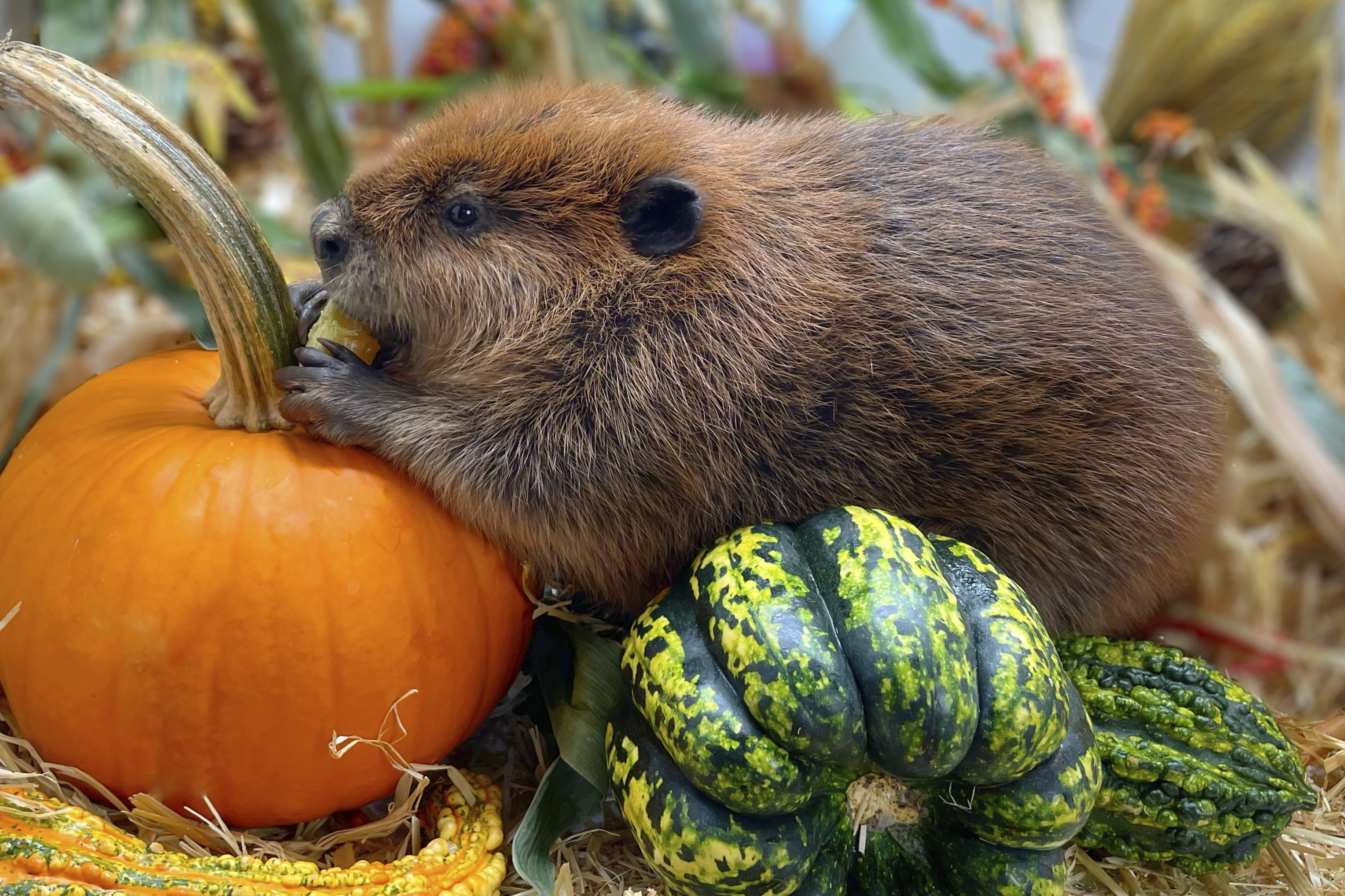 This photo provided by Newhouse Wildlife Rescue shows Nibi, a 1-year-old beaver, at the Newhouse Wildlife Rescue in Chelmsford, Mass., in approximately 2023. (Jane Newhouse/Newhouse Wildlife Rescue via AP)