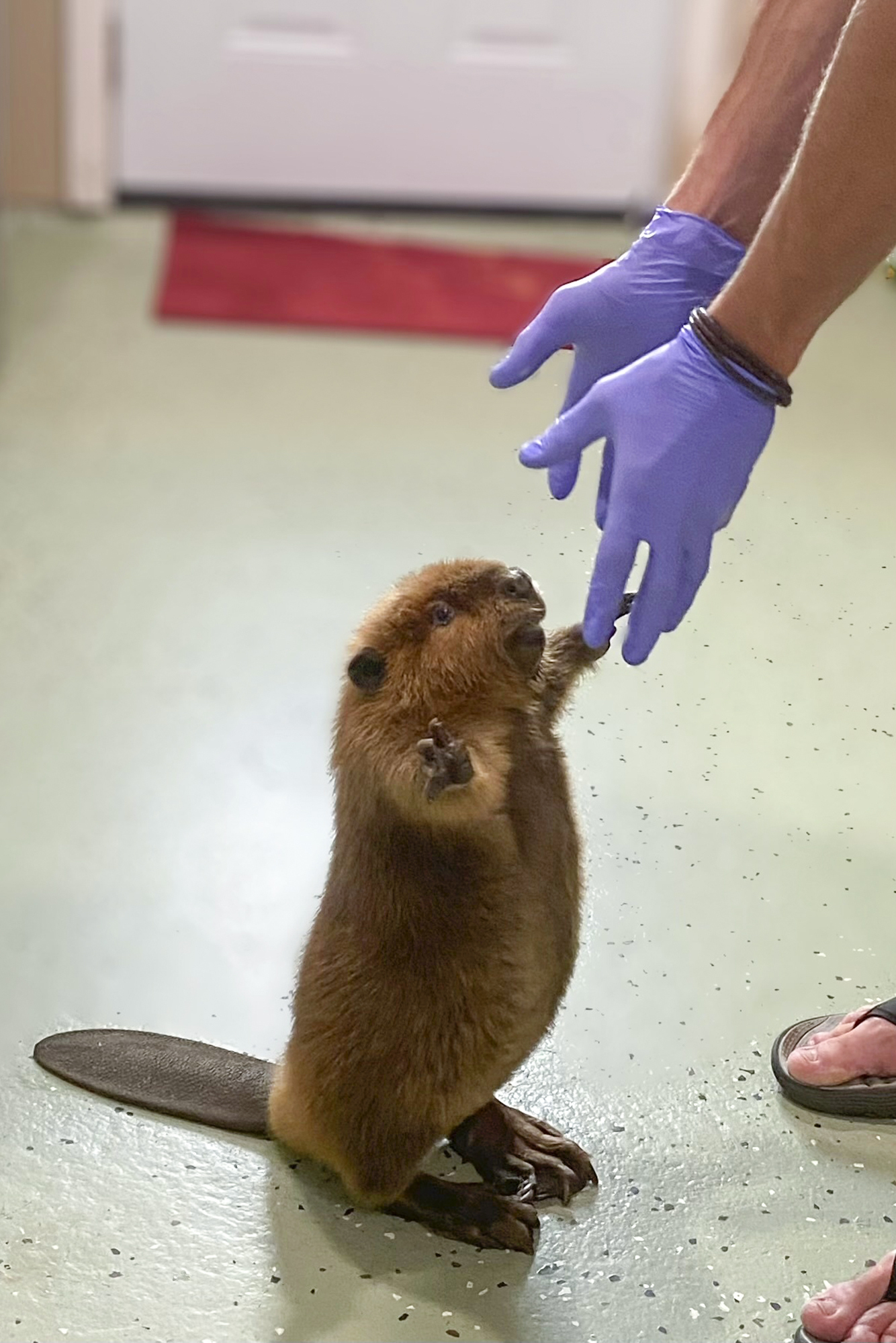 This photo provided by Newhouse Wildlife Rescue shows Nibi as a kit at the Newhouse Wildlife Rescue in Chelmsford, Mass., in approximately 2022. (Jane Newhouse/Newhouse Wildlife Rescue via AP)