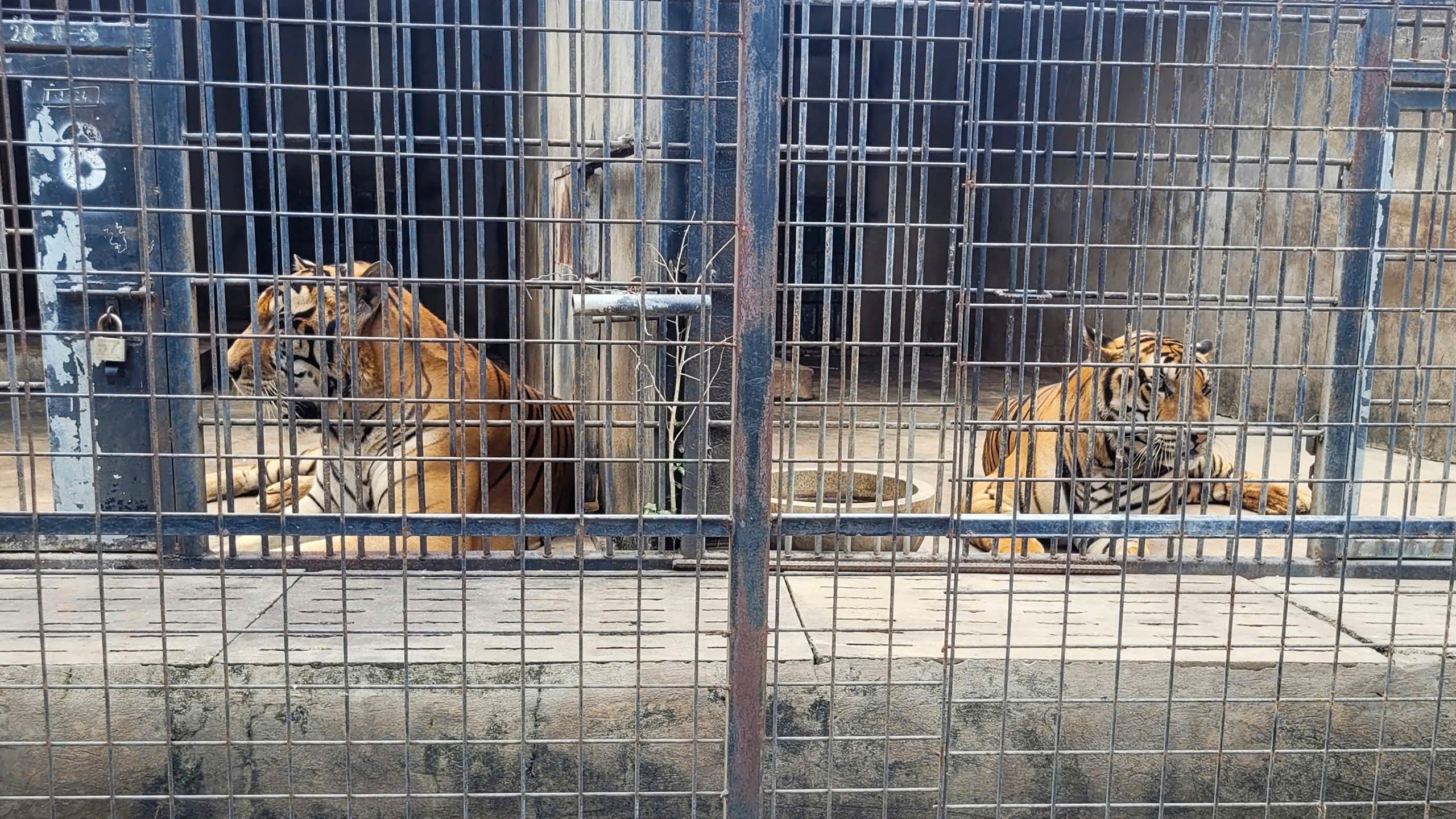 CORRECTS NAME OF ZOO- Tigers are kept in cages at Vuon Xoai zoo in Bien Hoa city, Vietnam on Thursday, Oct. 3, 2024. (Phuoc Tuan/VNExpress via AP)