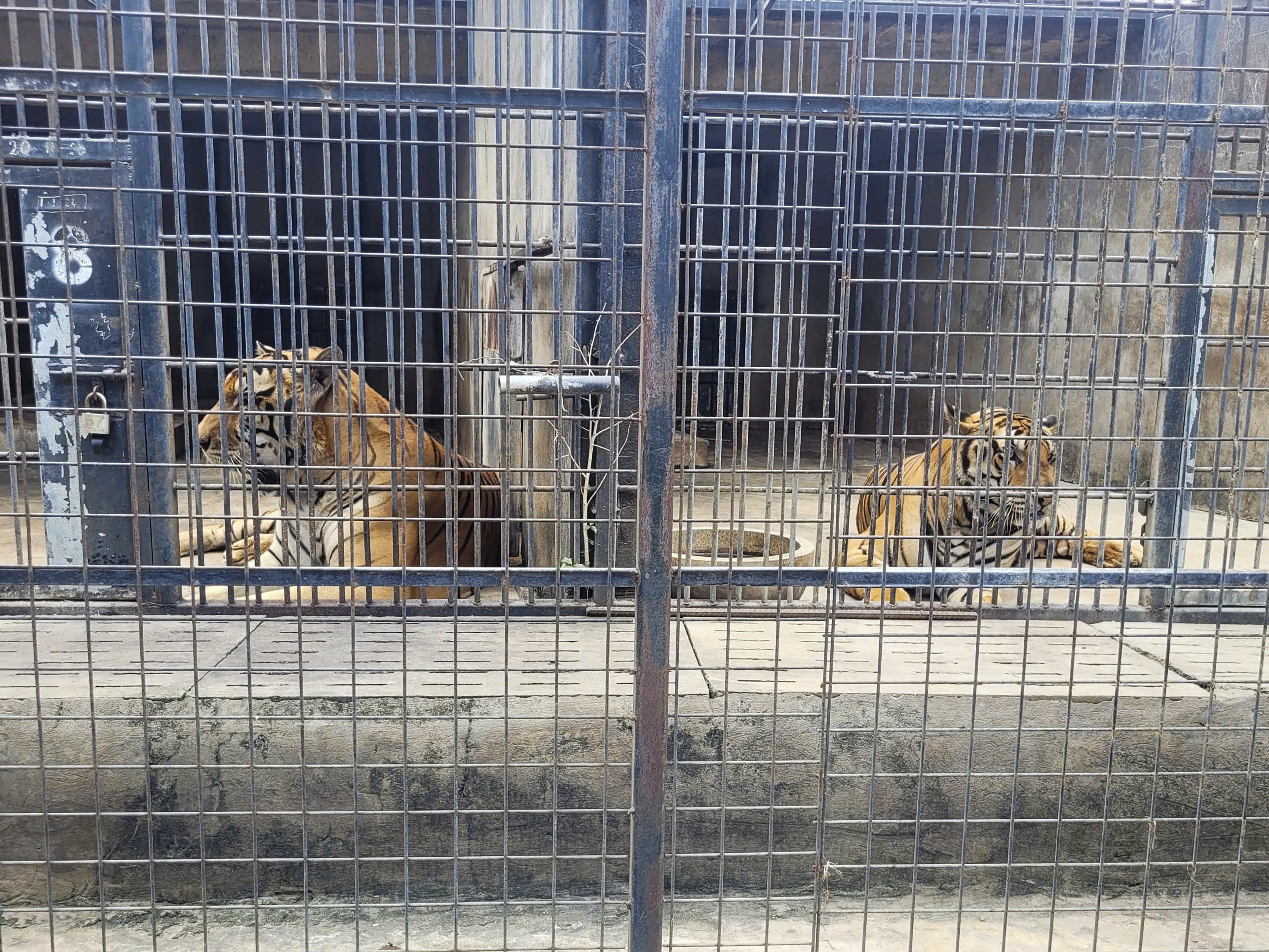 CORRECTS NAME OF ZOO- Tigers are kept in cages at Vuon Xoai zoo in Bien Hoa city, Vietnam on Thursday, Oct. 3, 2024. (Phuoc Tuan/VNExpress via AP)