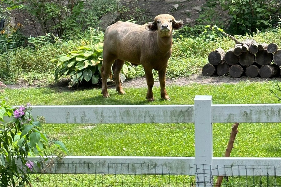 FILE - An escaped water buffalo on the lam from police looks on Aug. 24, 2024, in the Des Moines suburb of Pleasant Hill, Iowa. (Madison Pottebaum via AP, File)