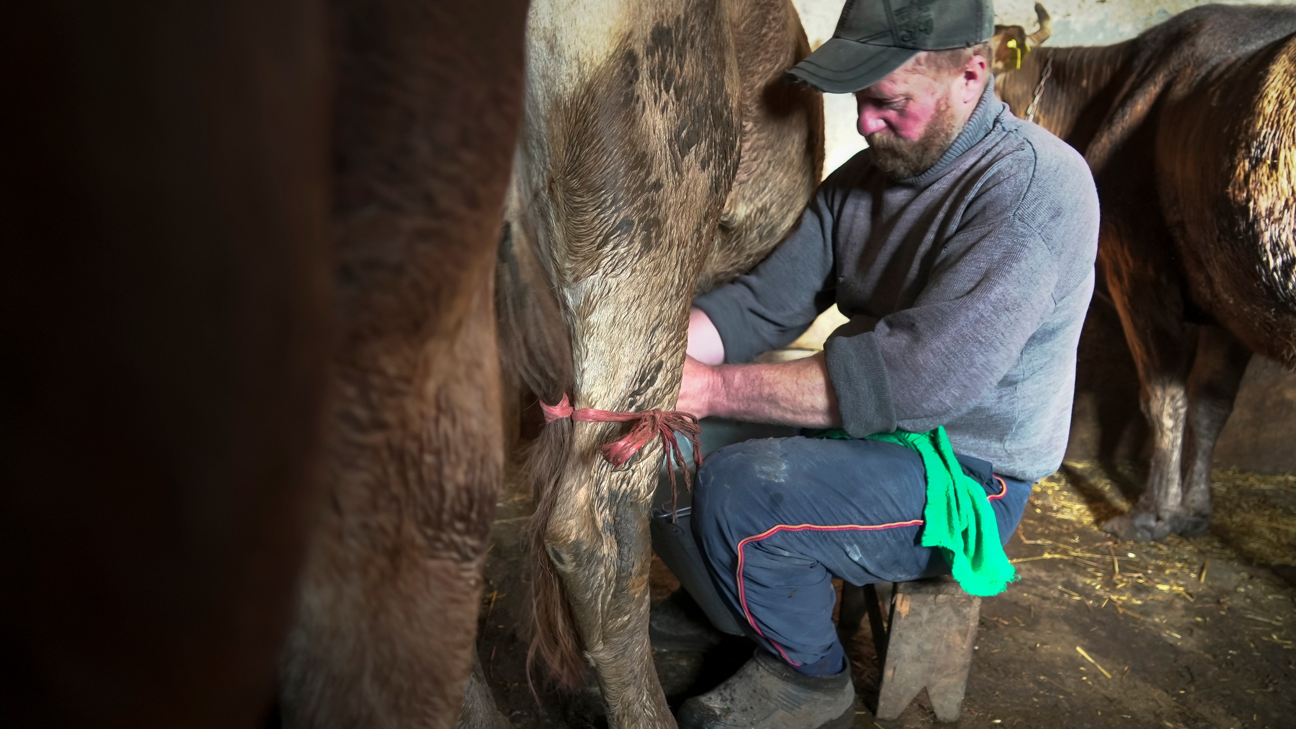 Yuri Strukov, 46, milks a cow at his farm in the remote mountain village of Orlovka, Georgia, Saturday, May 4, 2024. (AP Photo/Kostya Manenkov)