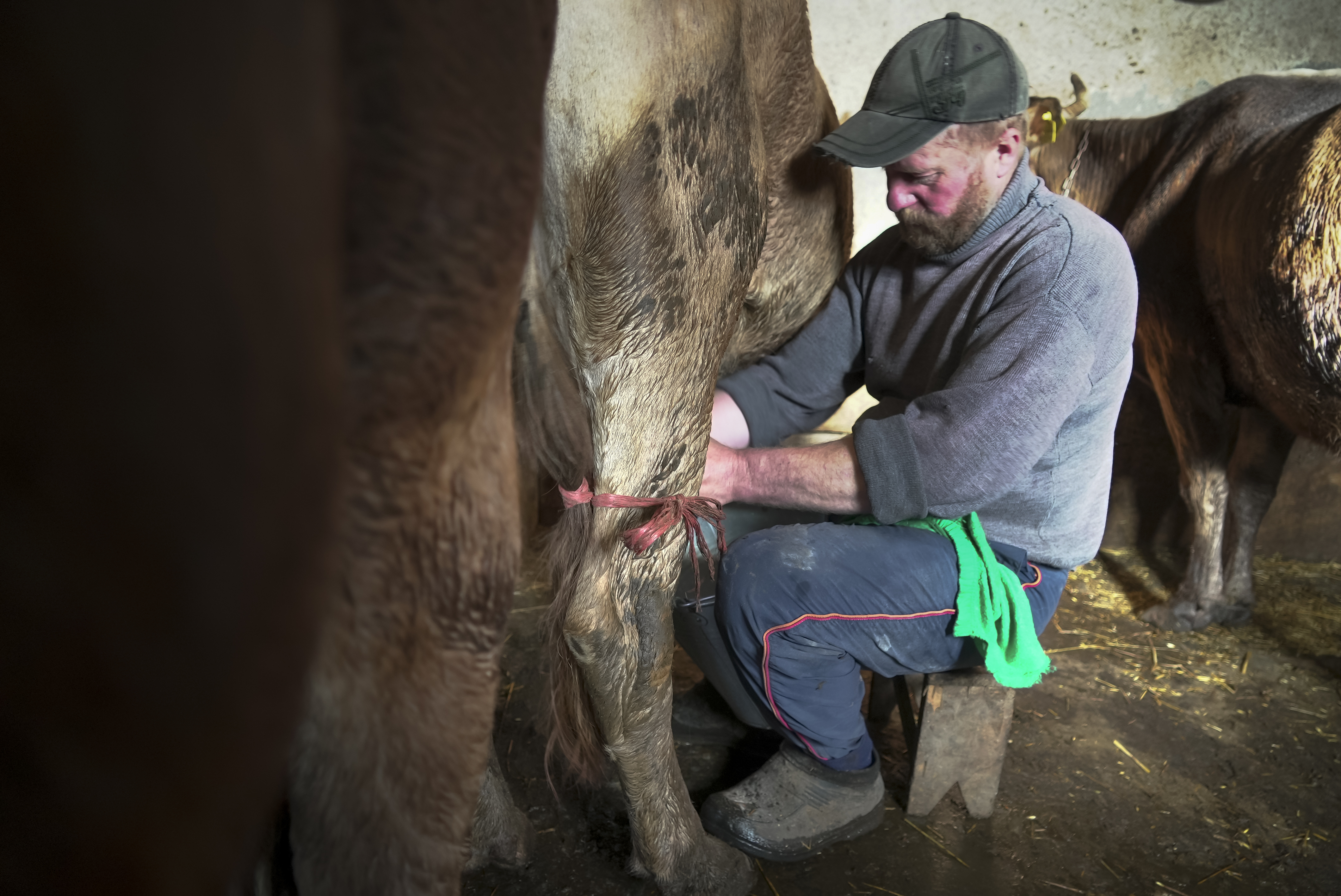 Yuri Strukov, 46, milks a cow at his farm in the remote mountain village of Orlovka, Georgia, Saturday, May 4, 2024. (AP Photo/Kostya Manenkov)