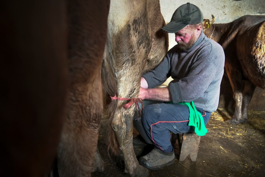 Yuri Strukov, 46, milks a cow at his farm in the remote mountain village of Orlovka, Georgia, Saturday, May 4, 2024. (AP Photo/Kostya Manenkov)