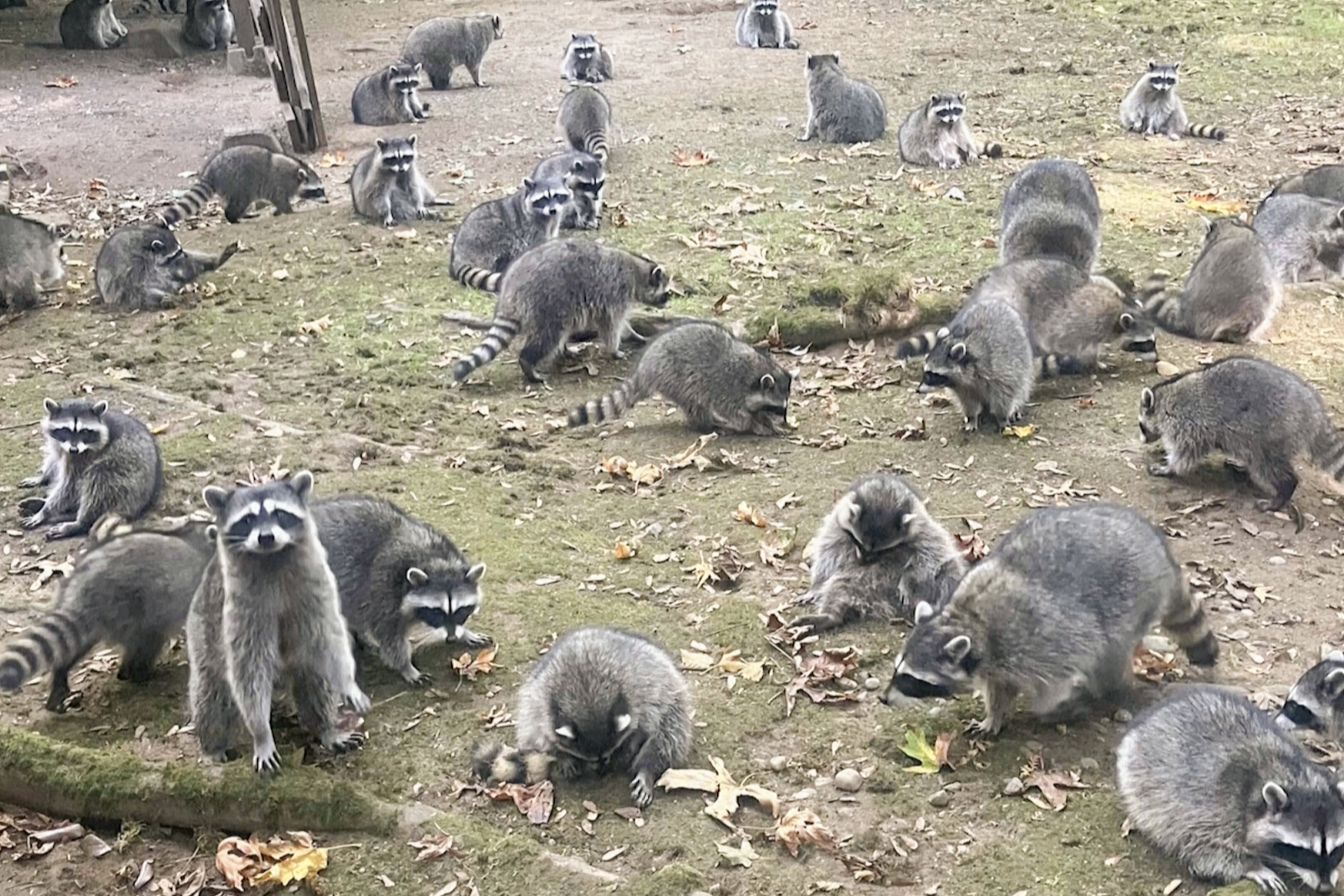 This image made from a video provided by the Kitsap County Sheriff's Office shows a large group of raccoons on a woman's property in Poulsbo, Wash. (Kitsap County Sheriff's Office via AP)