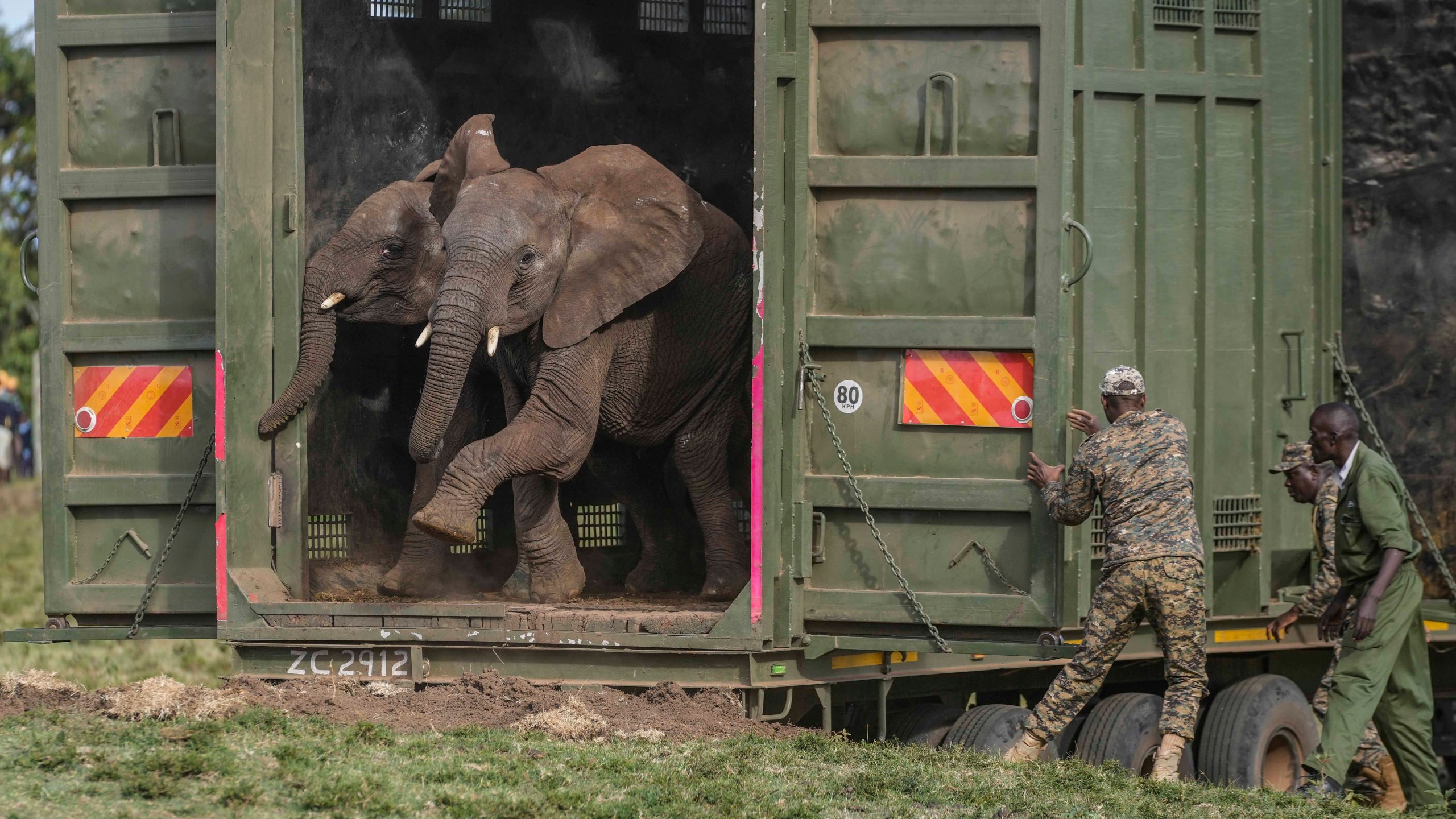 Kenya Wildlife Service rangers and capture team release five elephants at Aberdare National Park, located in central Kenya Monday, Oct. 14, 2024. (AP Photo/Brian Inganga)