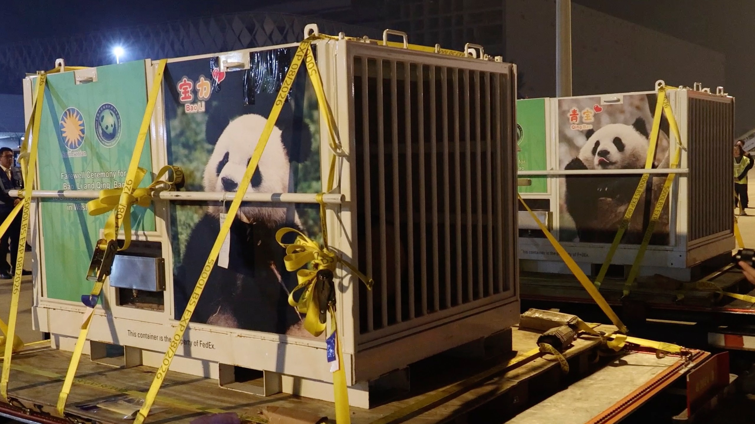 In this image taken from video and released by China's National Forestry and Grassland Administration, a pair of giant pandas Bao Li and Qing Bao are prepared for loading onto a plane at the Chengdu Shuangliu International Airport in southwestern China's Sichuan province on Monday, Oct. 14, 2024. (Jin Tao/China's National Forestry and Grassland Administration via AP)