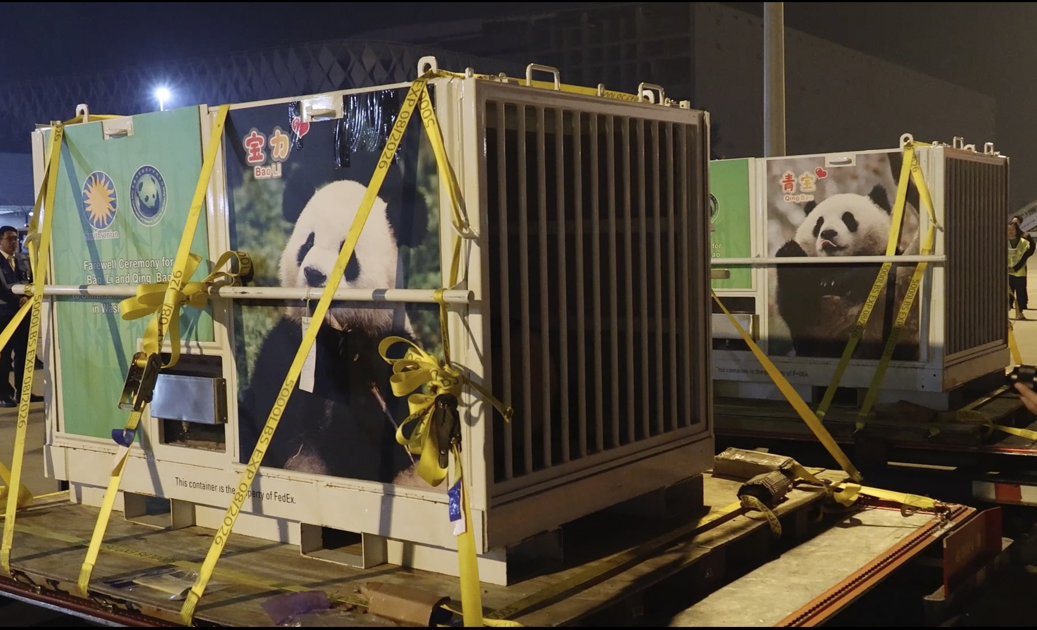 In this image taken from video and released by China's National Forestry and Grassland Administration, a pair of giant pandas Bao Li and Qing Bao are prepared for loading onto a plane at the Chengdu Shuangliu International Airport in southwestern China's Sichuan province on Monday, Oct. 14, 2024. (Jin Tao/China's National Forestry and Grassland Administration via AP)