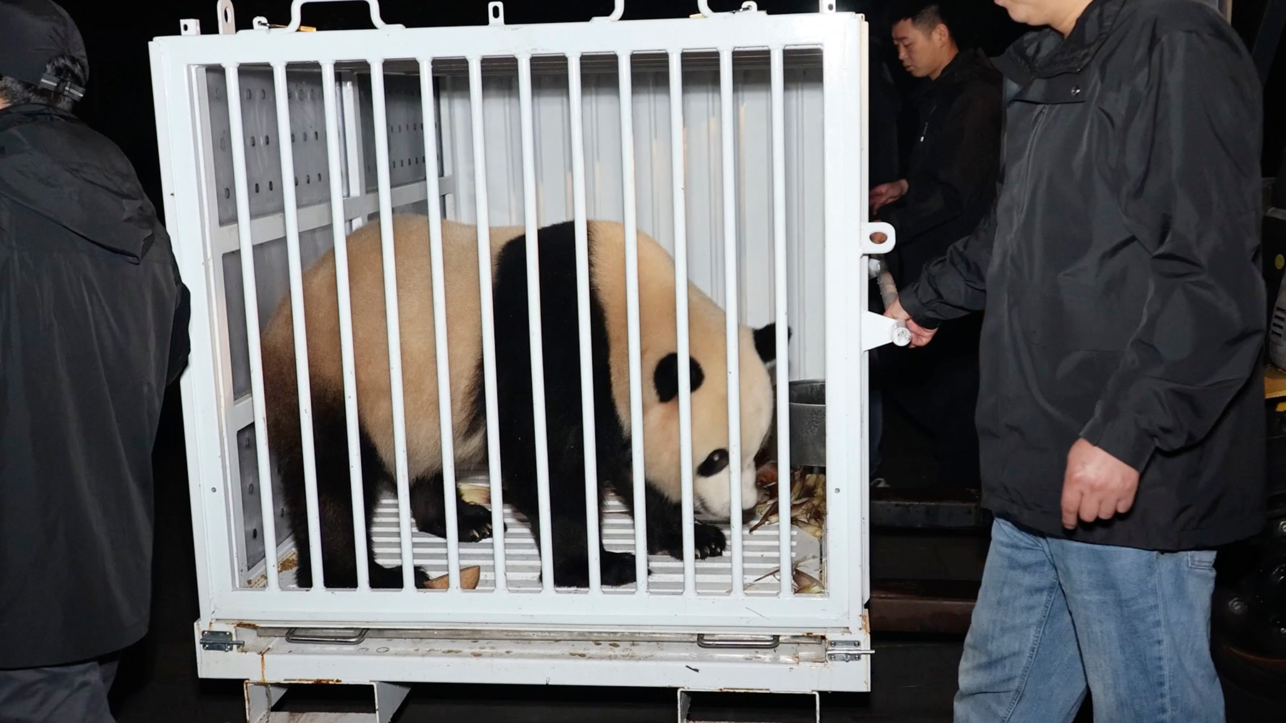 In this image taken from video and released by China's National Forestry and Grassland Administration, male giant panda Bao Li is prepared for transport from the Dujiangyan Base of the China Conservation and Research Center for the Giant Panda in southwestern China's Sichuan province on Monday, Oct. 14, 2024. (Jin Tao/China's National Forestry and Grassland Administration via AP)