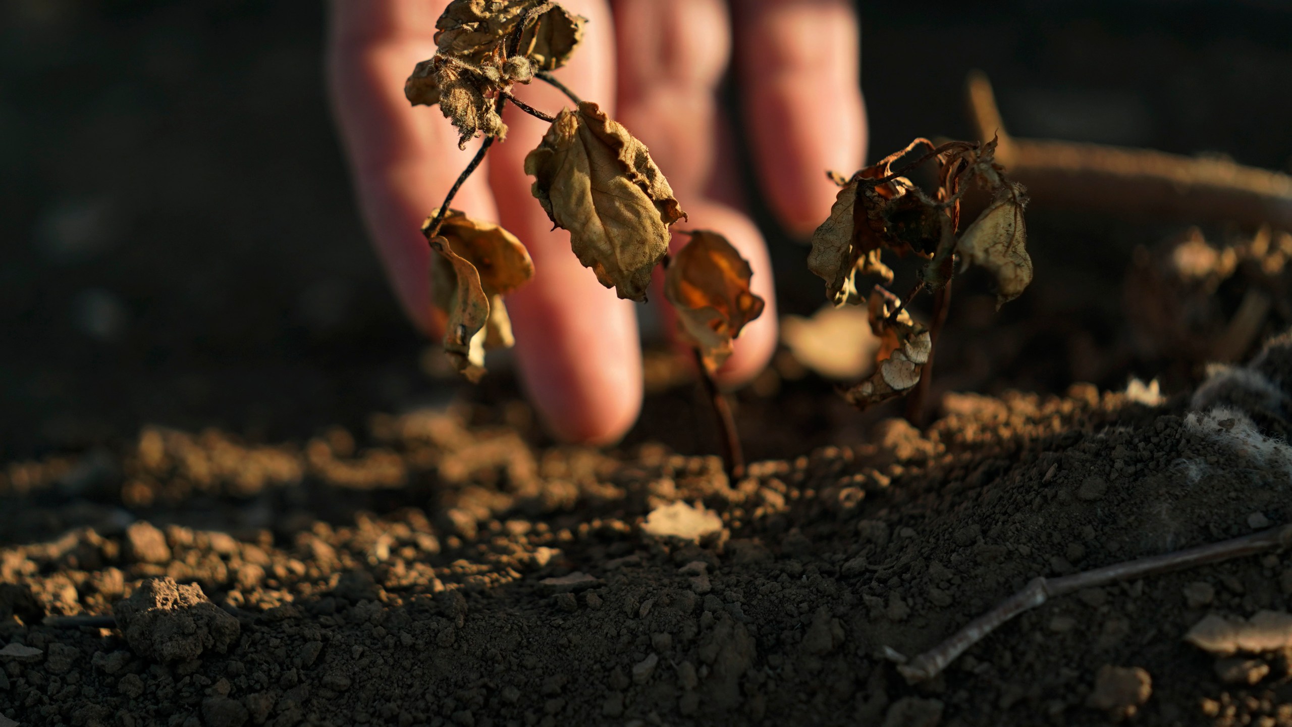 FILE - Cotton that did not survive amid a drought is shown on the farm of Barry Evans on Monday, Oct. 3, 2022, in Kress, Texas. (AP Photo/Eric Gay, File)