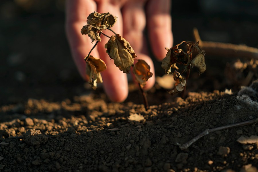 FILE - Cotton that did not survive amid a drought is shown on the farm of Barry Evans on Monday, Oct. 3, 2022, in Kress, Texas. (AP Photo/Eric Gay, File)