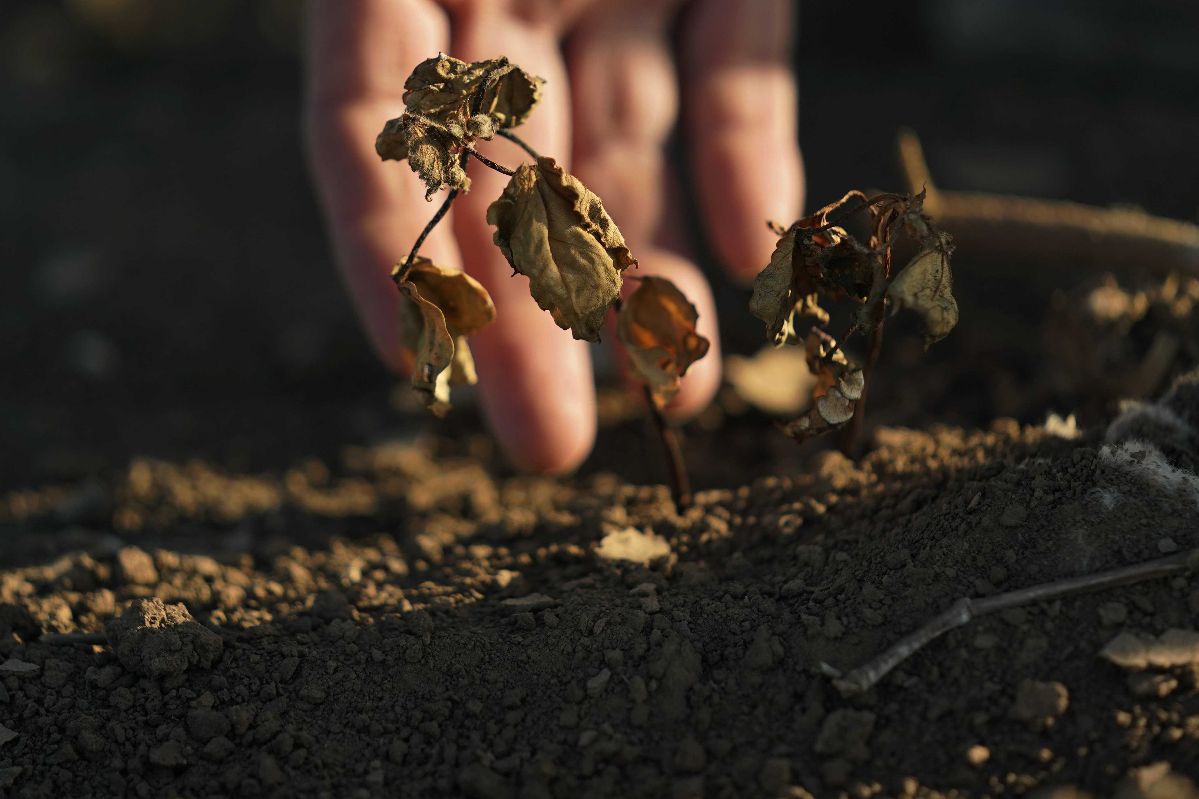 FILE - Cotton that did not survive amid a drought is shown on the farm of Barry Evans on Monday, Oct. 3, 2022, in Kress, Texas. (AP Photo/Eric Gay, File)