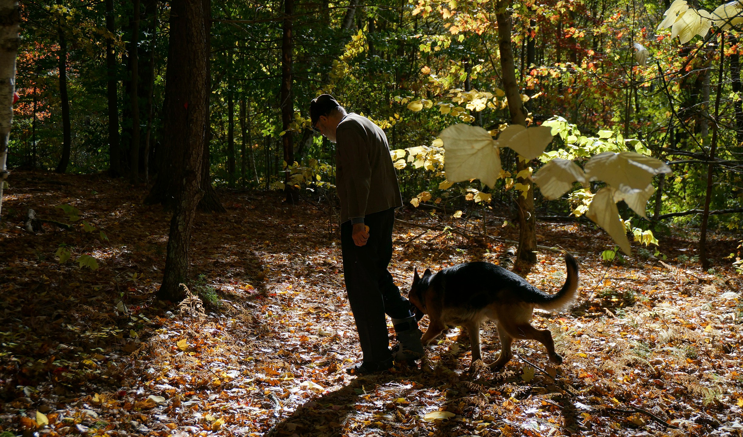 Brother Luke, an Orthodox Christian monk, takes his German shepherds for a walk on the mountainside trails around the monastery of New Skete, which for decades has run both a dog breeding and a dog training program outside Cambridge, N.Y., on Oct. 12, 2024. (AP Photo/Giovanna Dell’Orto)