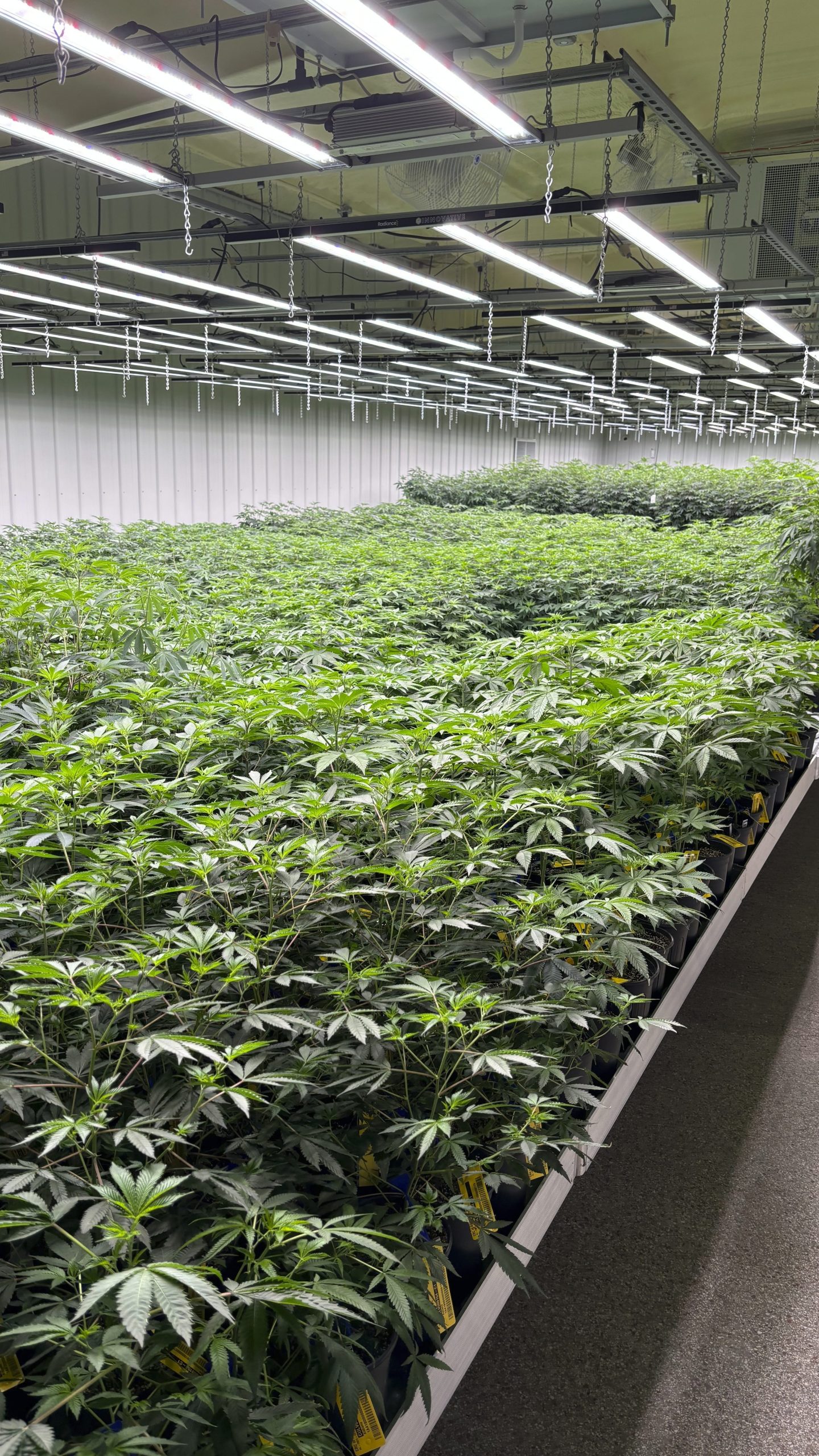 FILE - CRC, of Alabama, has 1,500 medical marijuana plants, shown here on July 23, 2024, growing at their Pike County, Alabama facility. (AP Photo/Kim Chandler, File)