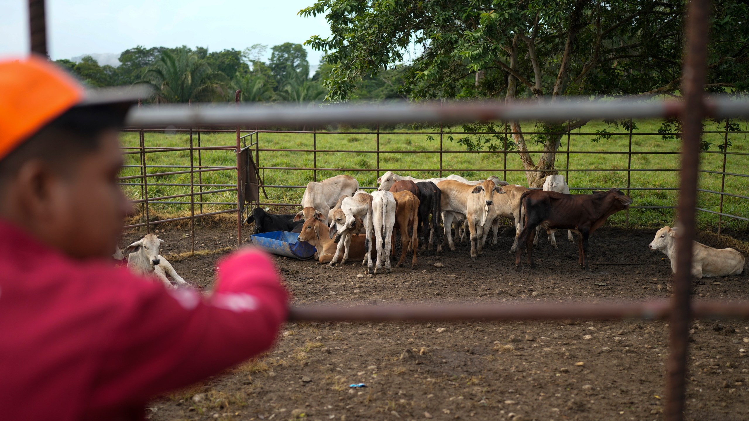 A ranch worker looks after cattle in the village of Limon, which would be submerged in a proposed plan to dam the nearby Indio River to secure the Panama Canal’s uninterrupted operation, in Panama, Saturday, Aug. 31, 2024. (AP Photo/Matias Delacroix)