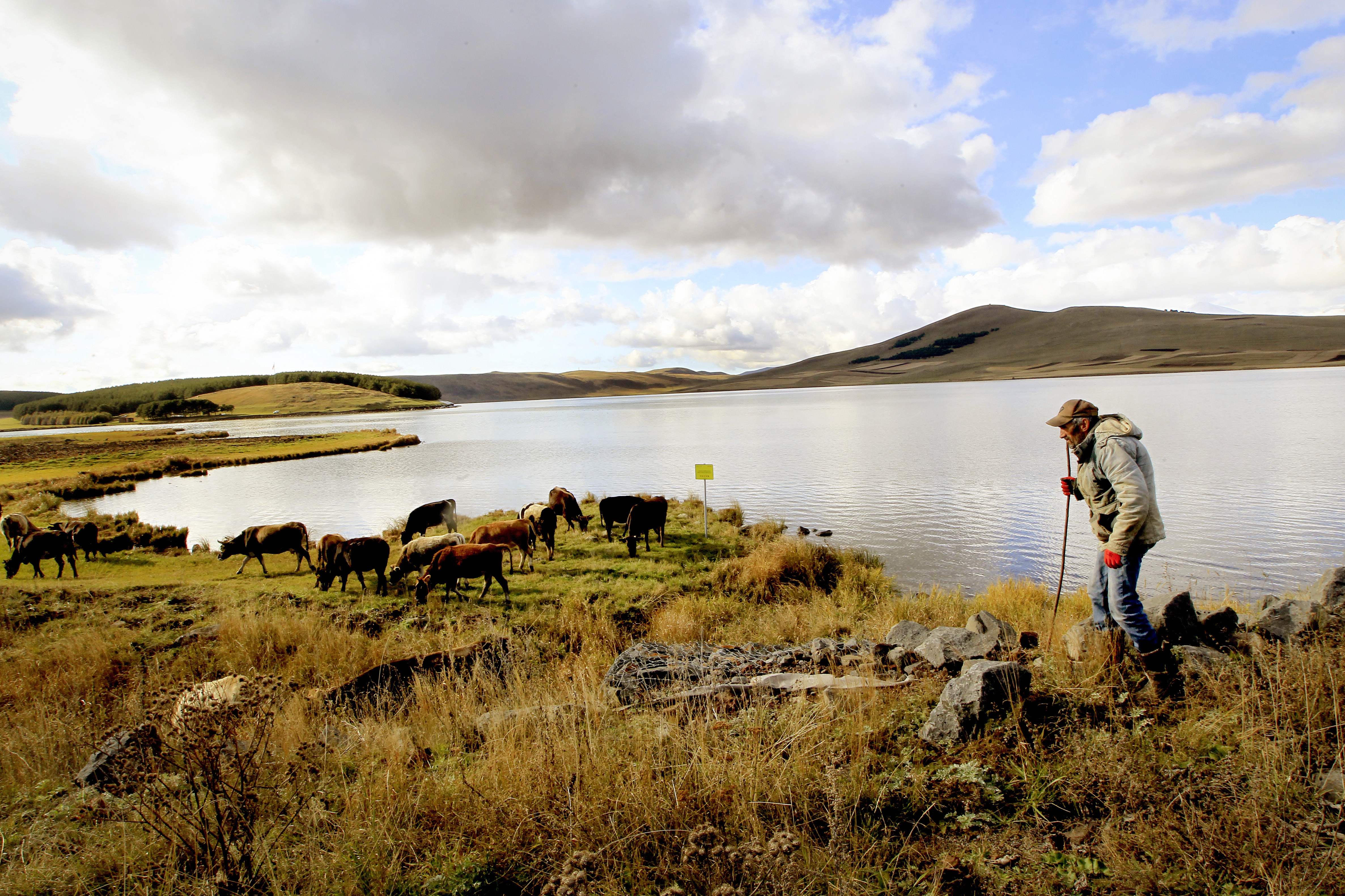 A man looks after his cows in the Javakheti region, Georgia, Tuesday, Oct. 22, 2024. (AP Photo/Shakh Aivazov)