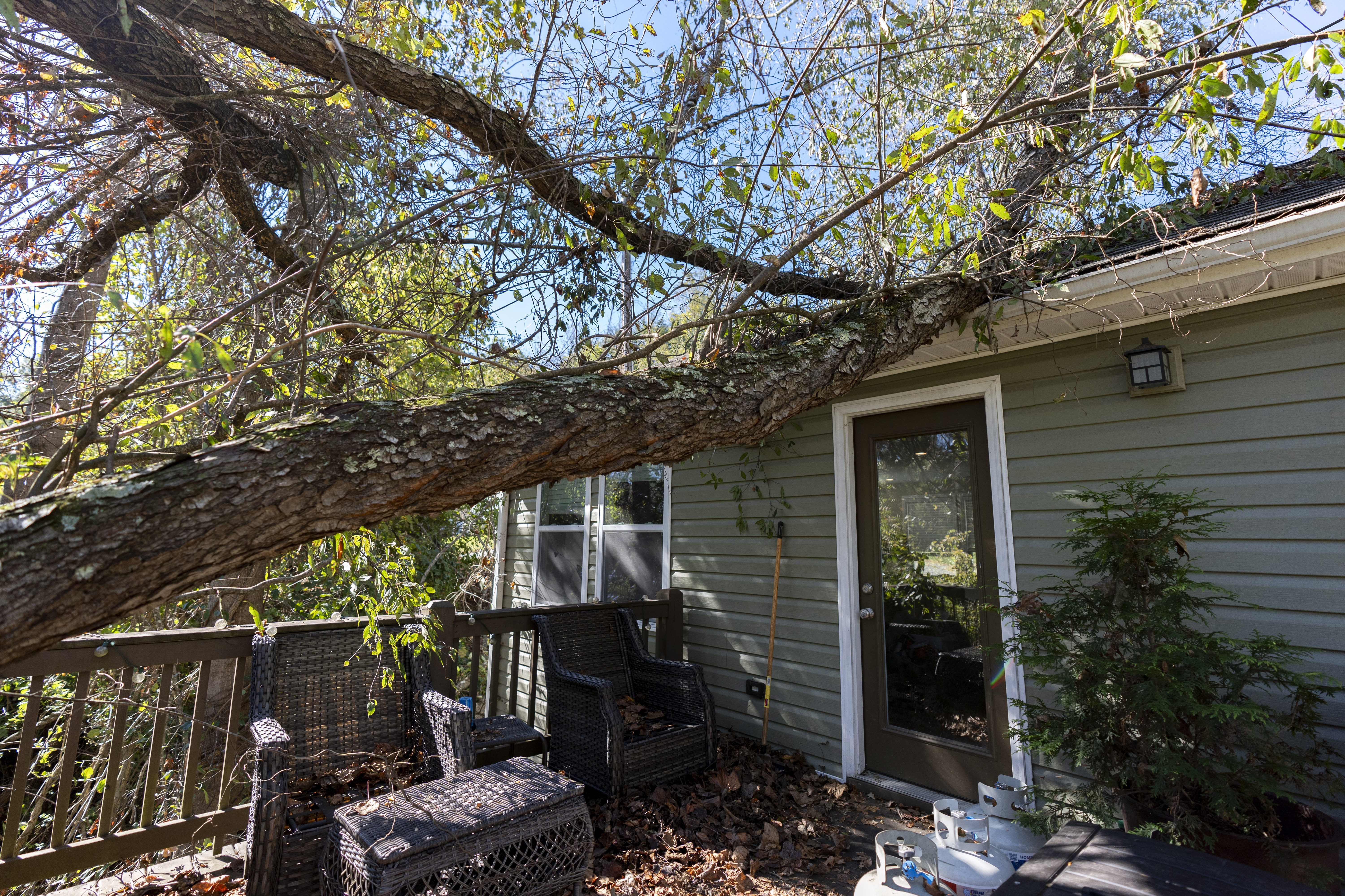 A tree that fell during Hurricane Helene rests on the roof of the home where high school senior Ari Cohen lives with his mom and stepfather, Friday, Oct. 18, 2024, in Asheville, N.C. (AP Photo/Stephanie Scarbrough)