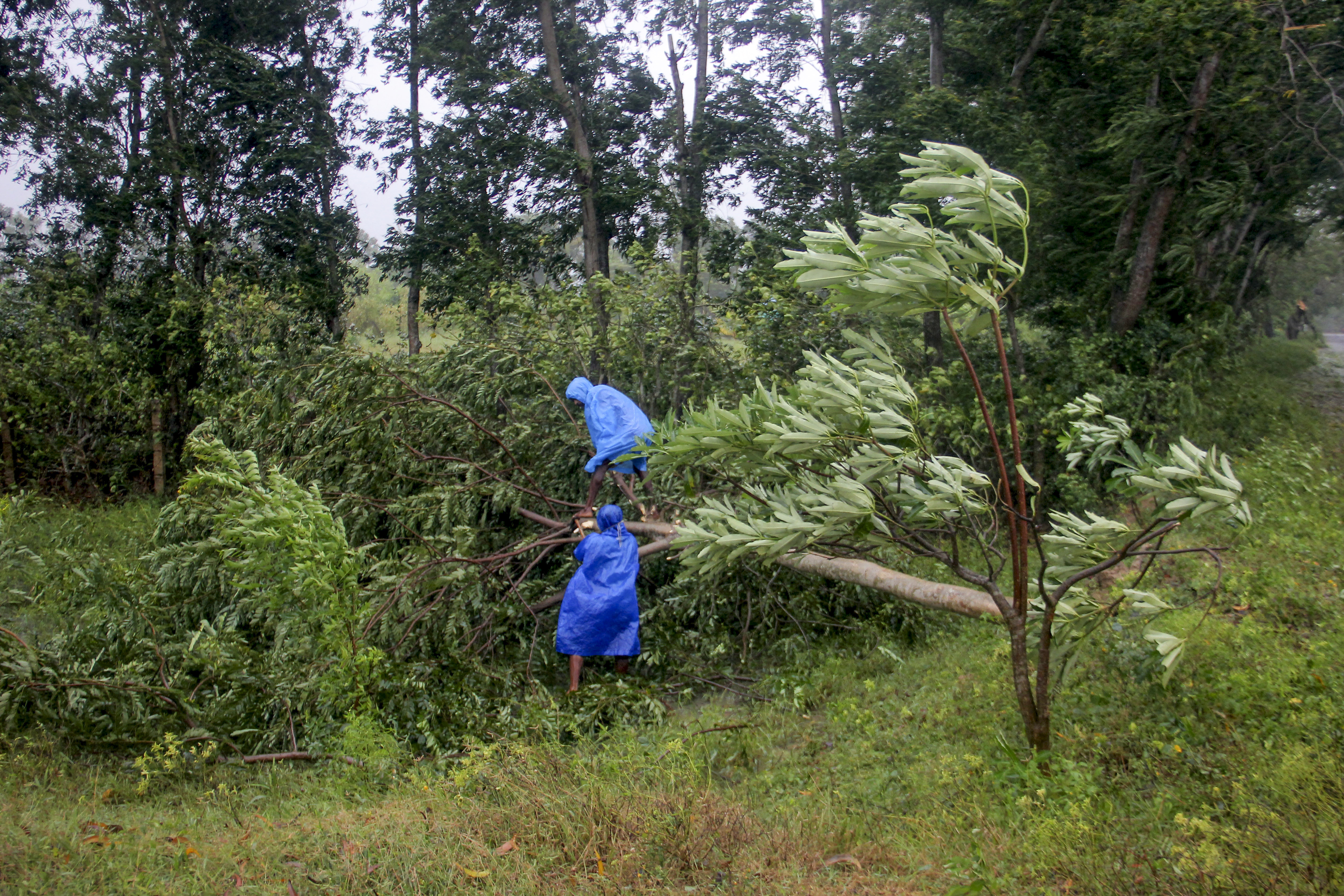 Men remove an uprooted tree on the coast of Bay of Bengal, where Tropical Storm Dana made landfall late Thursday night, in Balasore district of Odisha state, India, Friday, Oct. 25, 2024. (AP Photo)