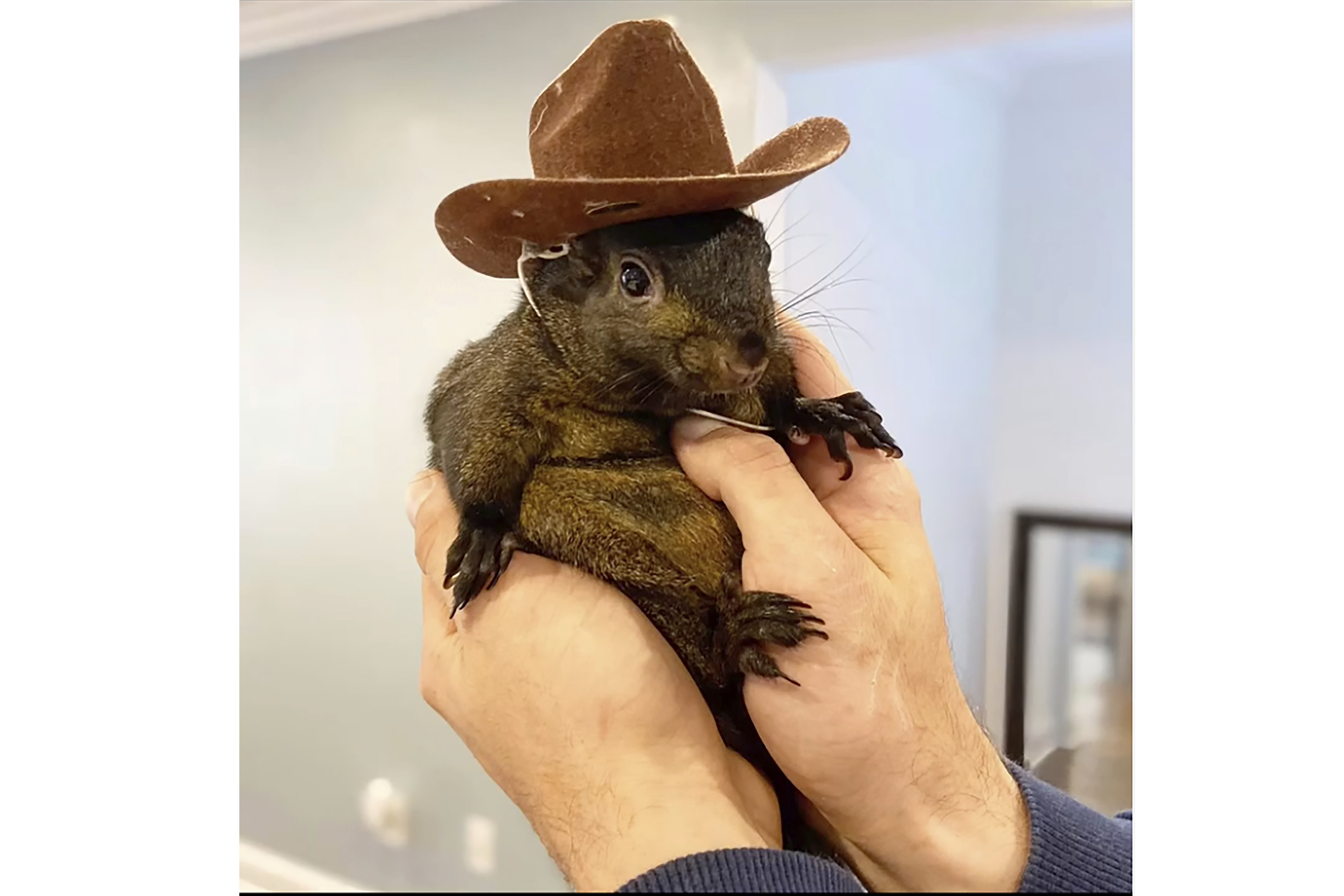 This undated image provided by Mark Longo shows his pet squirrel Peanut that was seized by officers from the state Department of Environmental Conservation, at Longo's home in rural Pine City, N.Y., Wednesday, Oct. 30, 2024. (Courtesy Mark Longo via AP)