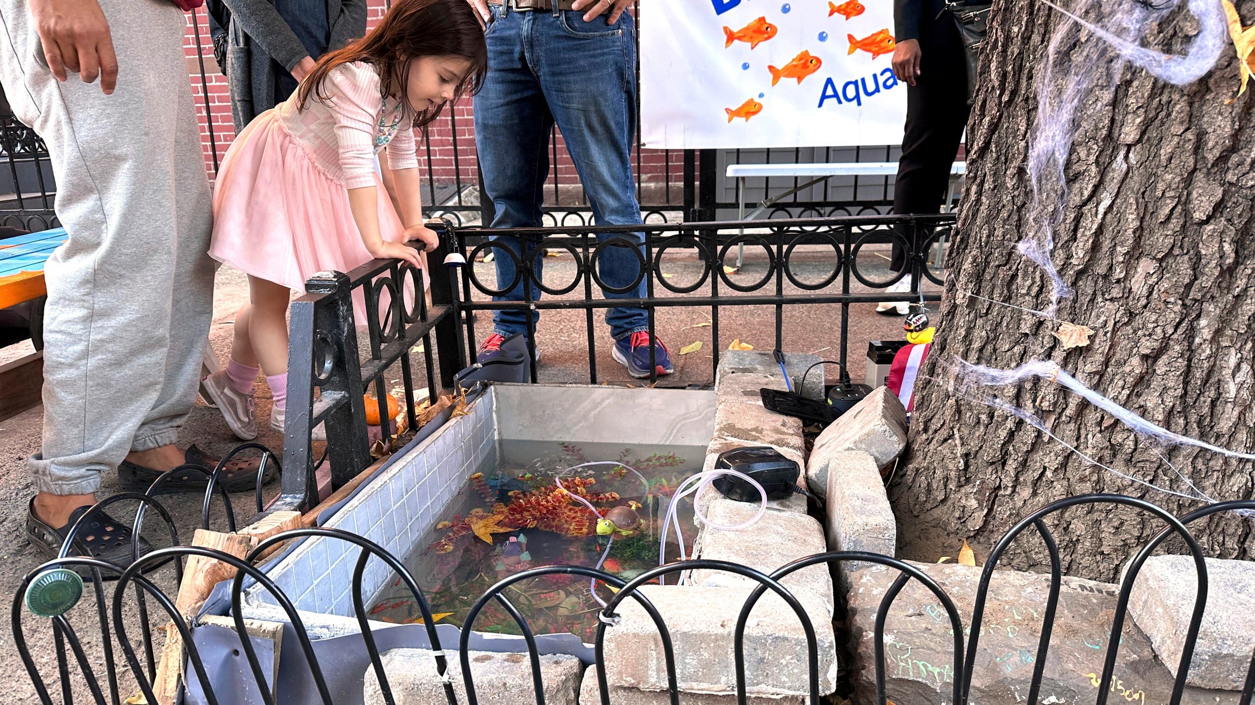 Isabel Lohan, 3, looks into the replacement makeshift goldfish aquarium in a tree bed, adjacent to the one filled-in with concrete by the city, in the Brooklyn borough of New York, Friday, Nov. 1, 2024. (AP Photo/Philip Marcelo)