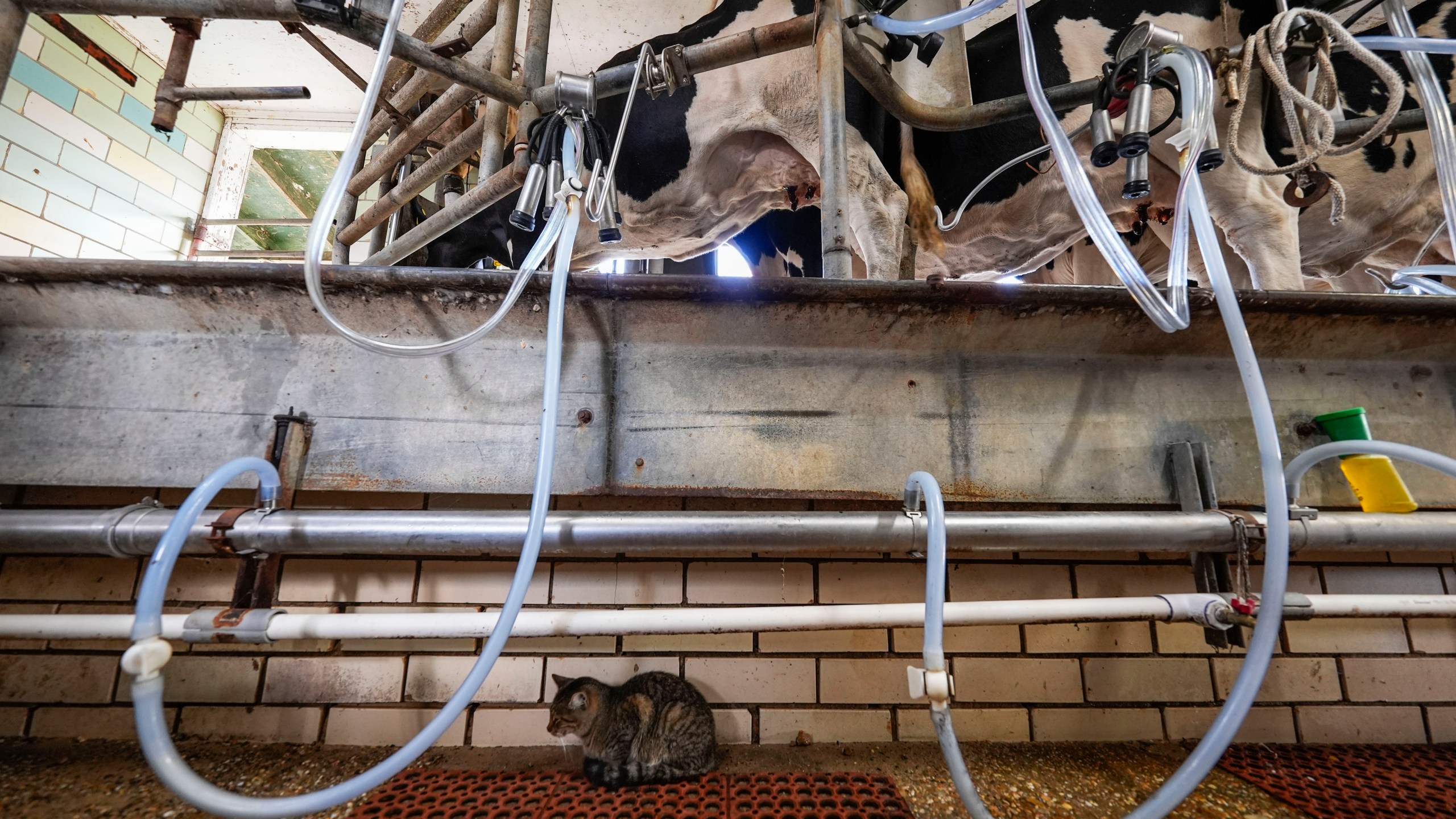 A cat sits underneath as cows are milked during the 3:00 PM milking at the Jarrell Bros. Dairy Farm in Kentwood, La., Wednesday, Oct. 30, 2024. (AP Photo/Gerald Herbert)