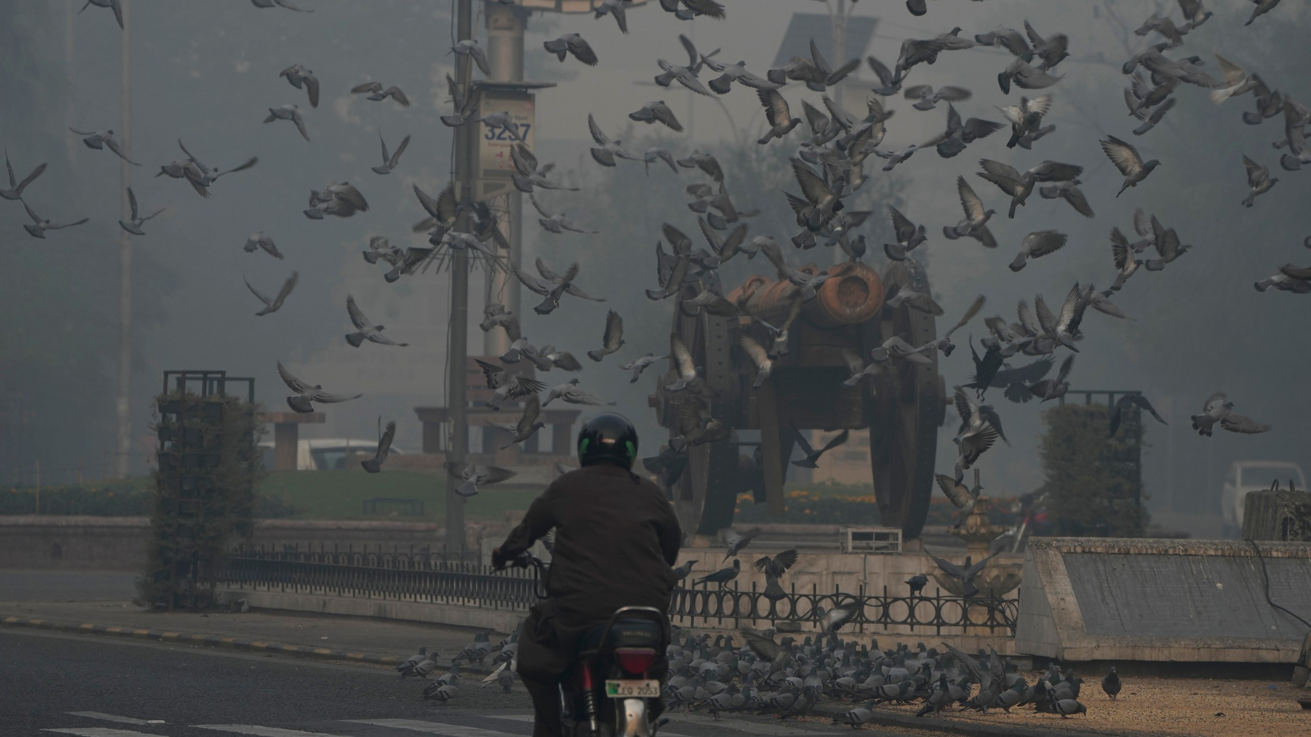 Pigeons fly in heavy smog in Lahore, Pakistan, Sunday, Nov. 3, 2024. (AP Photo/K.M. Chaudary)