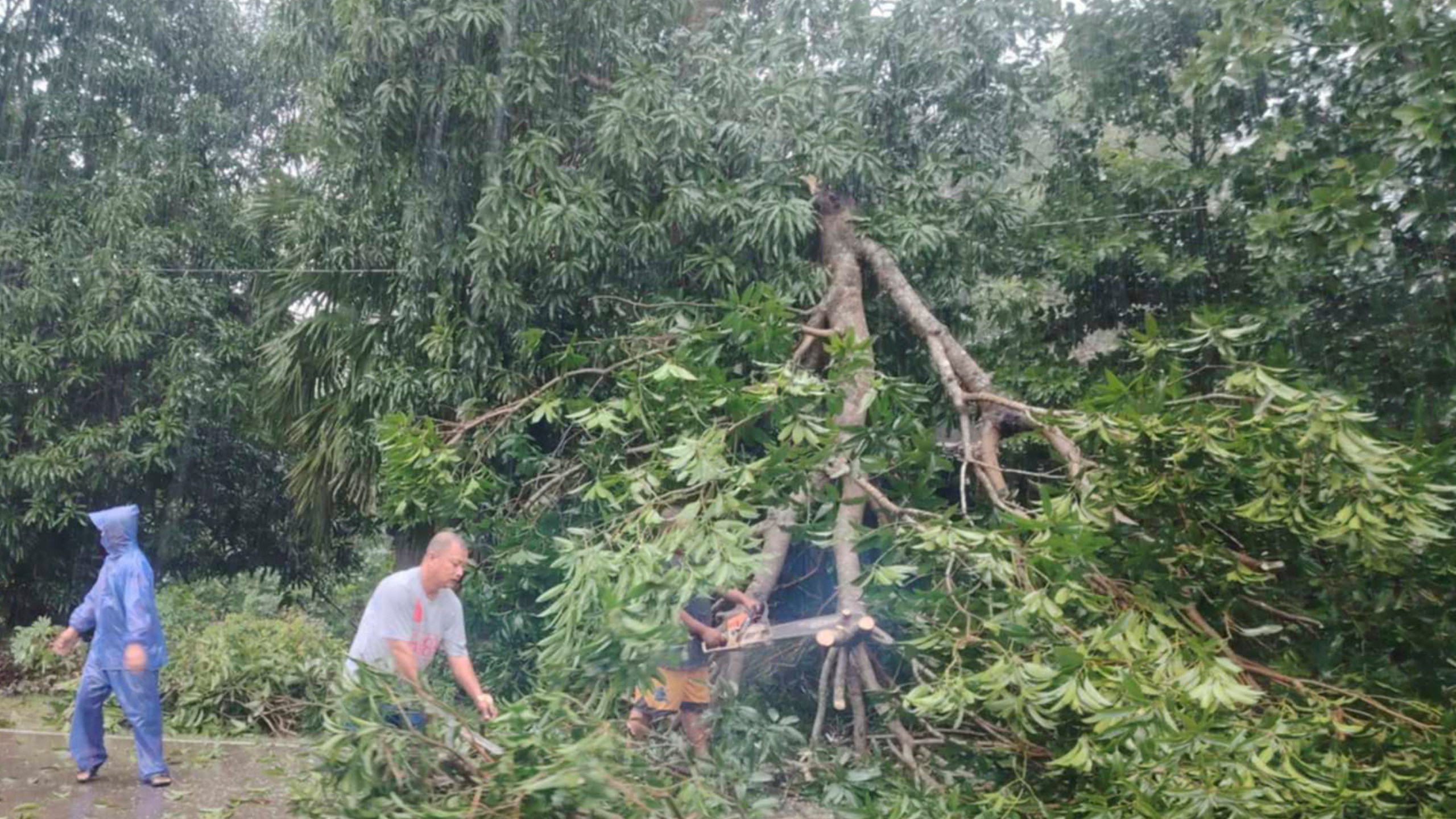 In this photo provided by the Local Government Unit (LGU) of Lal-lo, workers clear a tree that fell due to strong winds from Typhoon Yinxing nin Lal-lo, Cagayan province, northern Philippines Thursday, Nov. 7, 2024. (LGU Lal-lo via AP)