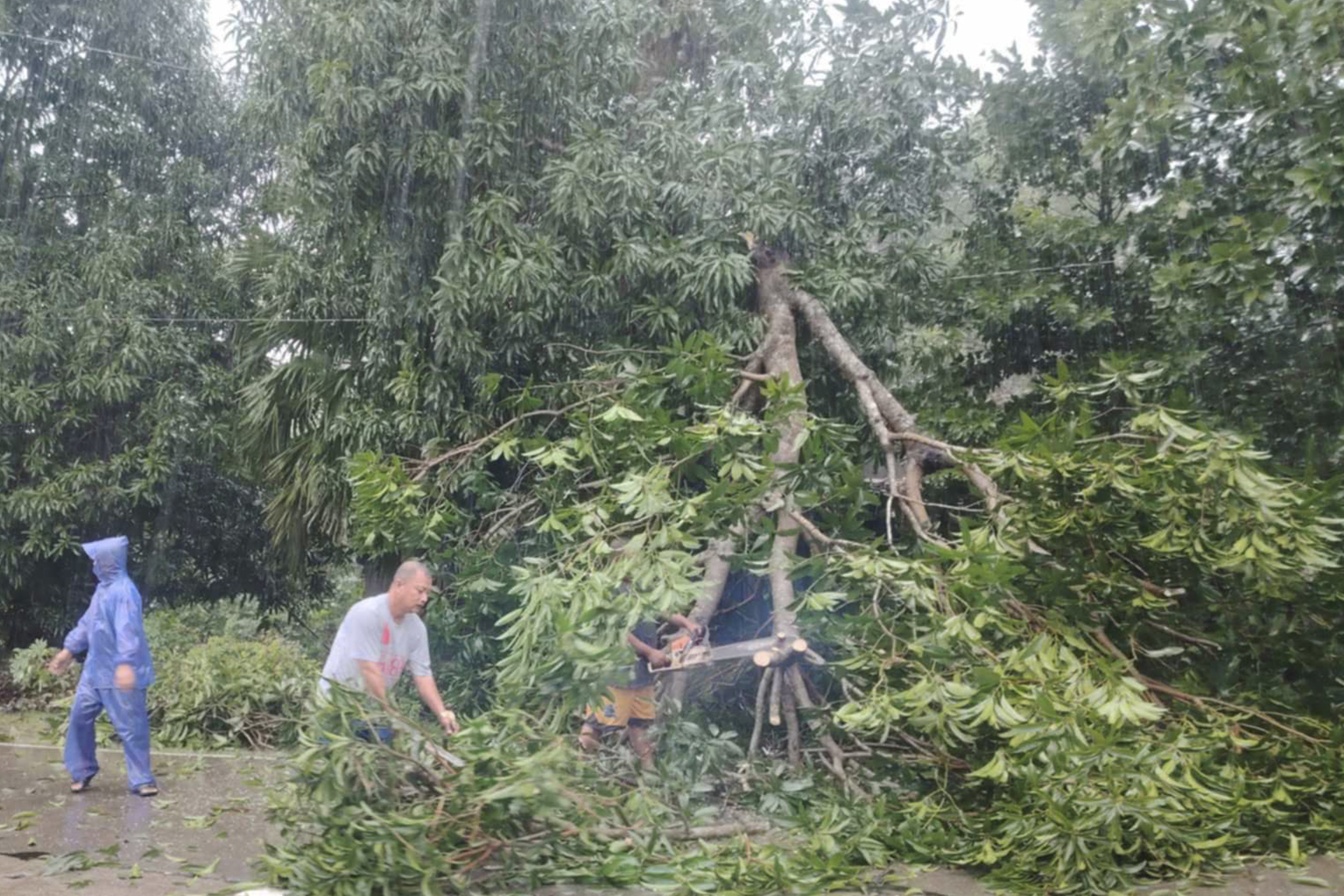 In this photo provided by the Local Government Unit (LGU) of Lal-lo, workers clear a tree that fell due to strong winds from Typhoon Yinxing nin Lal-lo, Cagayan province, northern Philippines Thursday, Nov. 7, 2024. (LGU Lal-lo via AP)