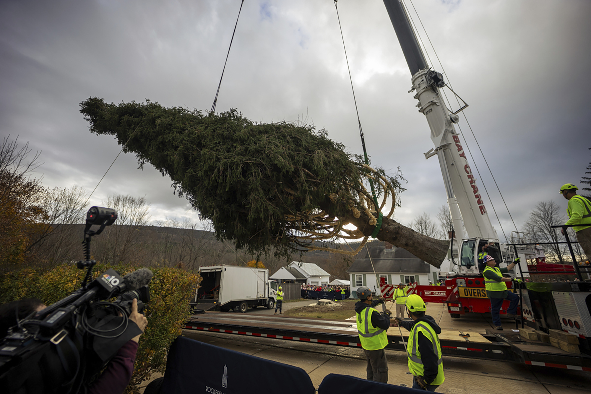 A Norway Spruce that will serve as this year's Rockefeller Center Christmas tree is cut down, Thursday, Nov. 7, 2024 in West Stockbridge, Mass. (AP Photo/Matthew Cavanaugh)