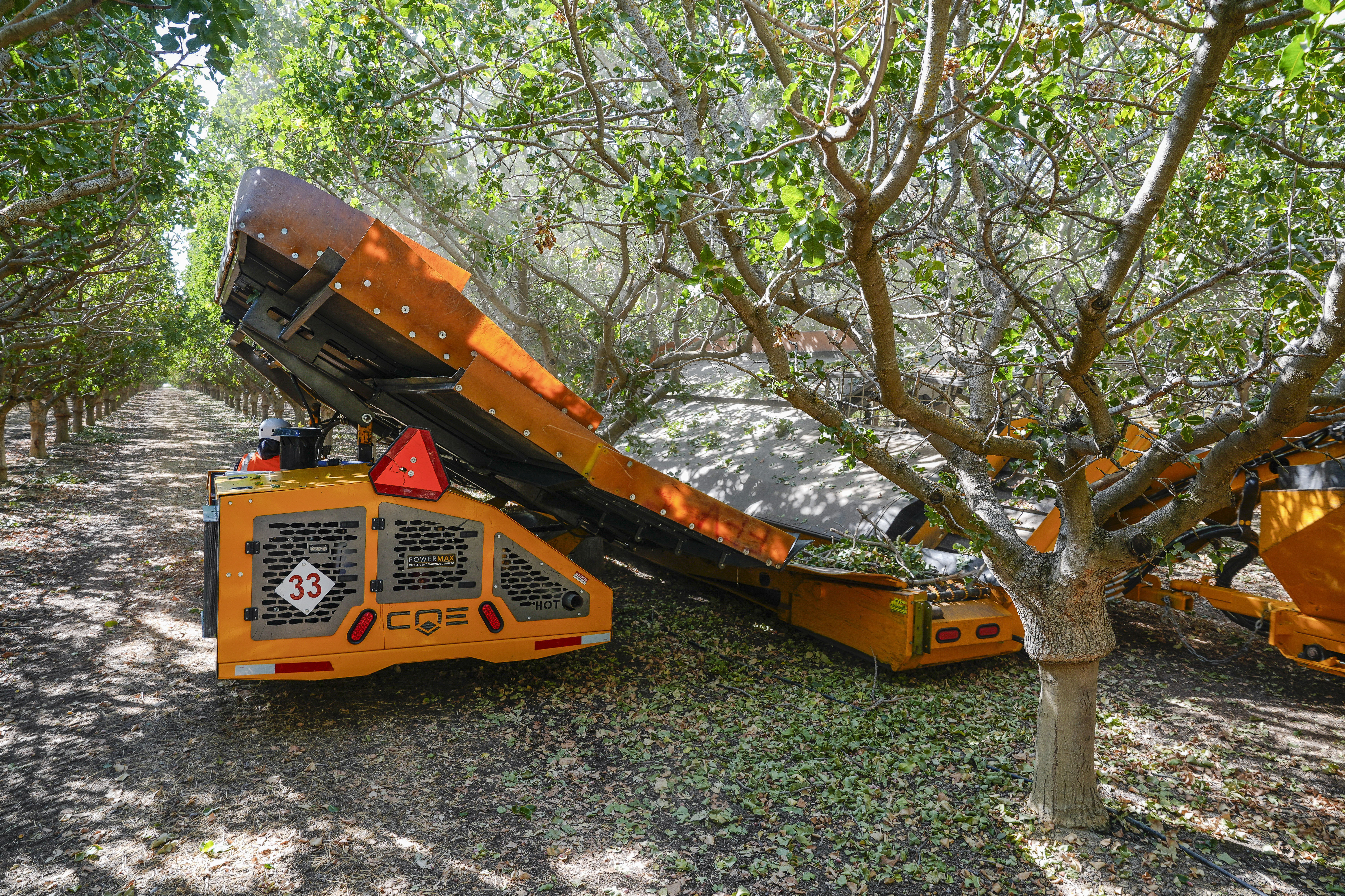 Wonderful Orchards uses two machines to shake pistachio trees during harvest at the Wonderful Pistachios & Almonds orchard in Lost Hills, Calif., on Friday, Oct. 25, 2024. (AP Photo/Damian Dovarganes)