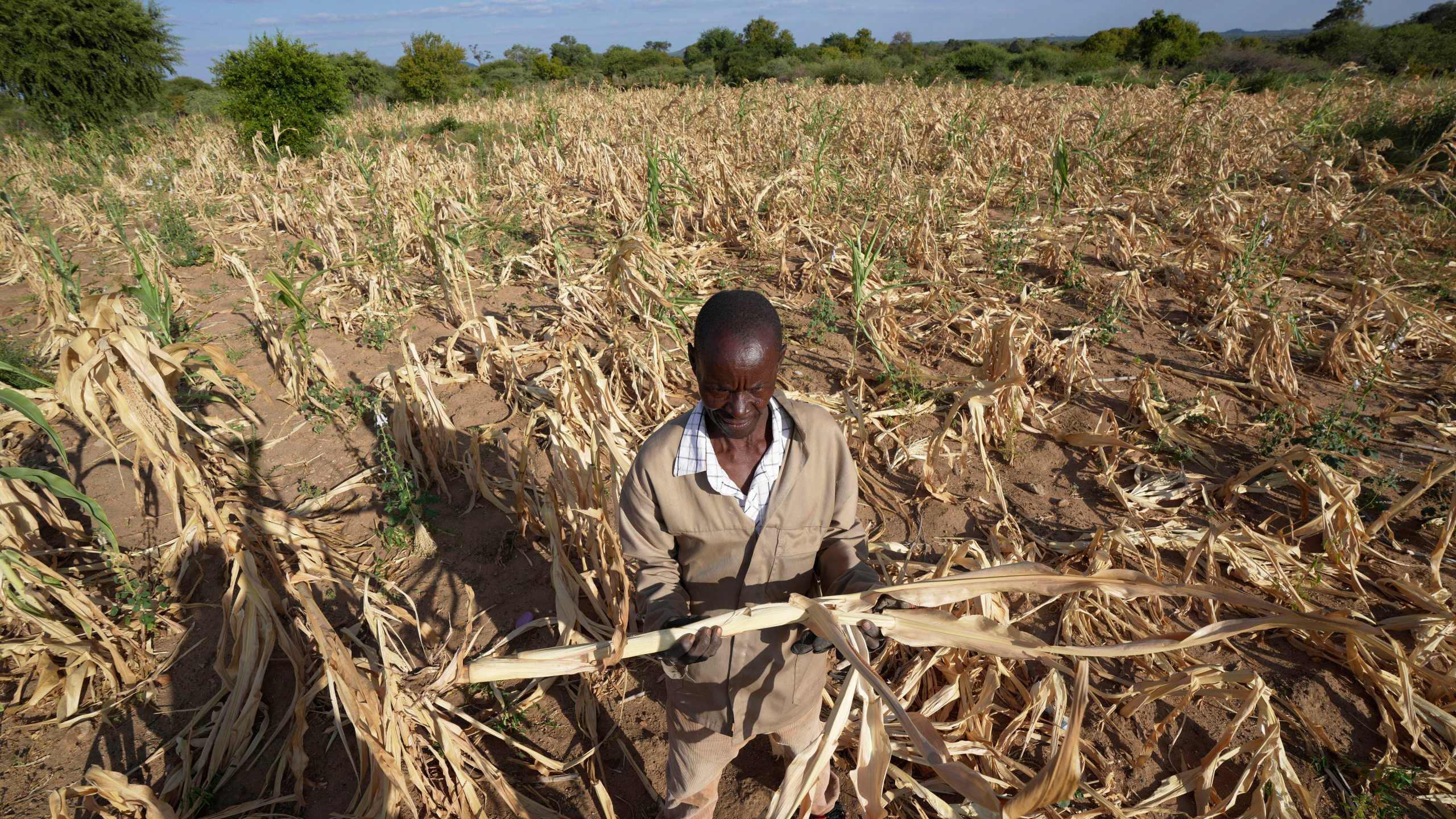 FILE - James Tshuma, a farmer in Mangwe district in southwestern Zimbabwe, stands in the middle of his dried up crop field amid a drought, in Zimbabwe, March, 22, 2024. (AP Photo/Tsvangirayi Mukwazhi, File)