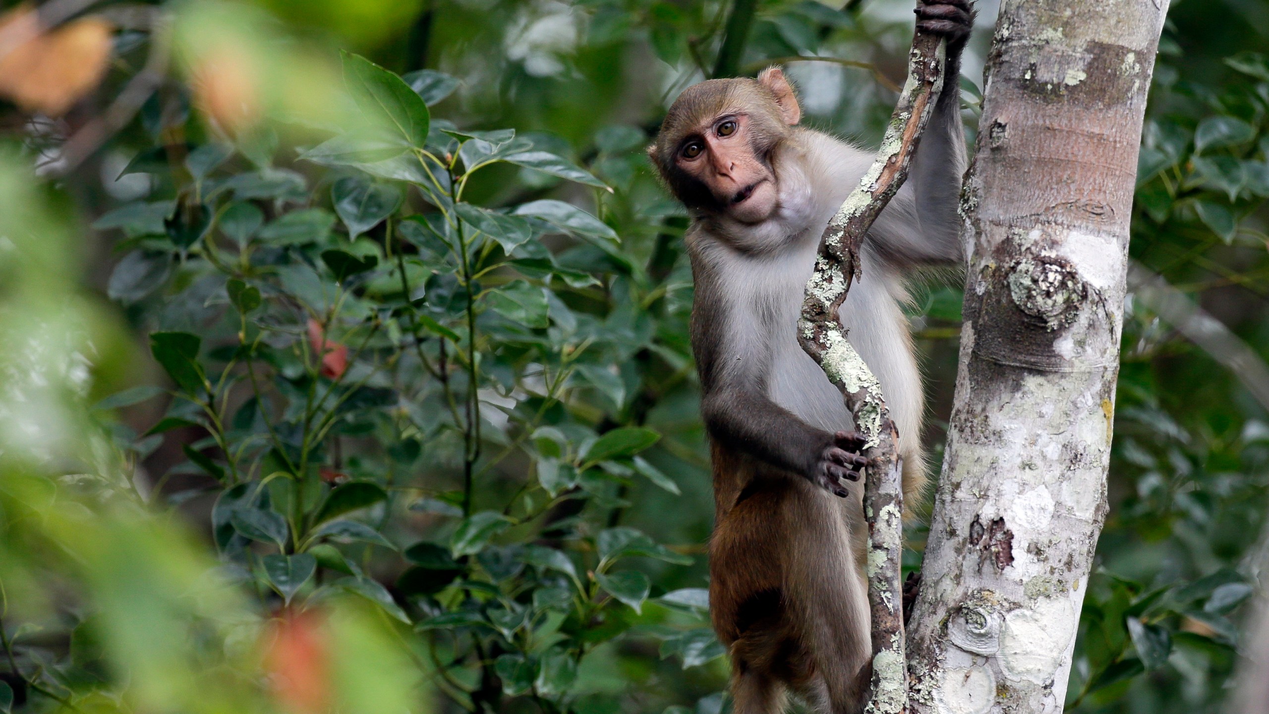 In this Friday, Nov. 10, 2017 photo, a rhesus macaques monkey observes kayakers as they navigate along the Silver River in Silver Springs, Fla. (AP Photo/John Raoux, File)