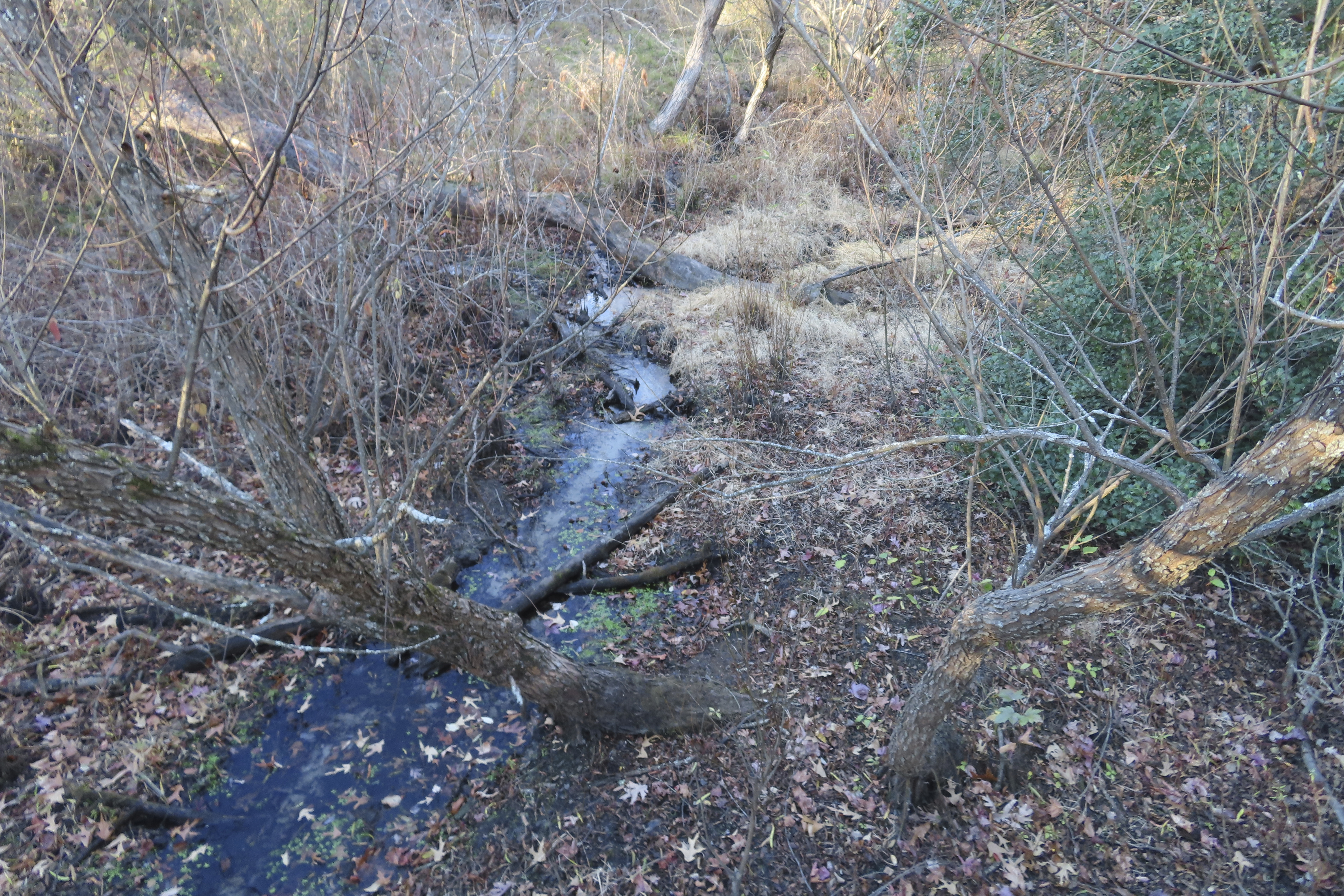 A stream in Allaire State Park in Wall, N.J., has shrunk to a trickle on Tuesday, Nov. 12, 2024, amid record-breaking dry conditions in New Jersey. (AP Photo/Wayne Parry)