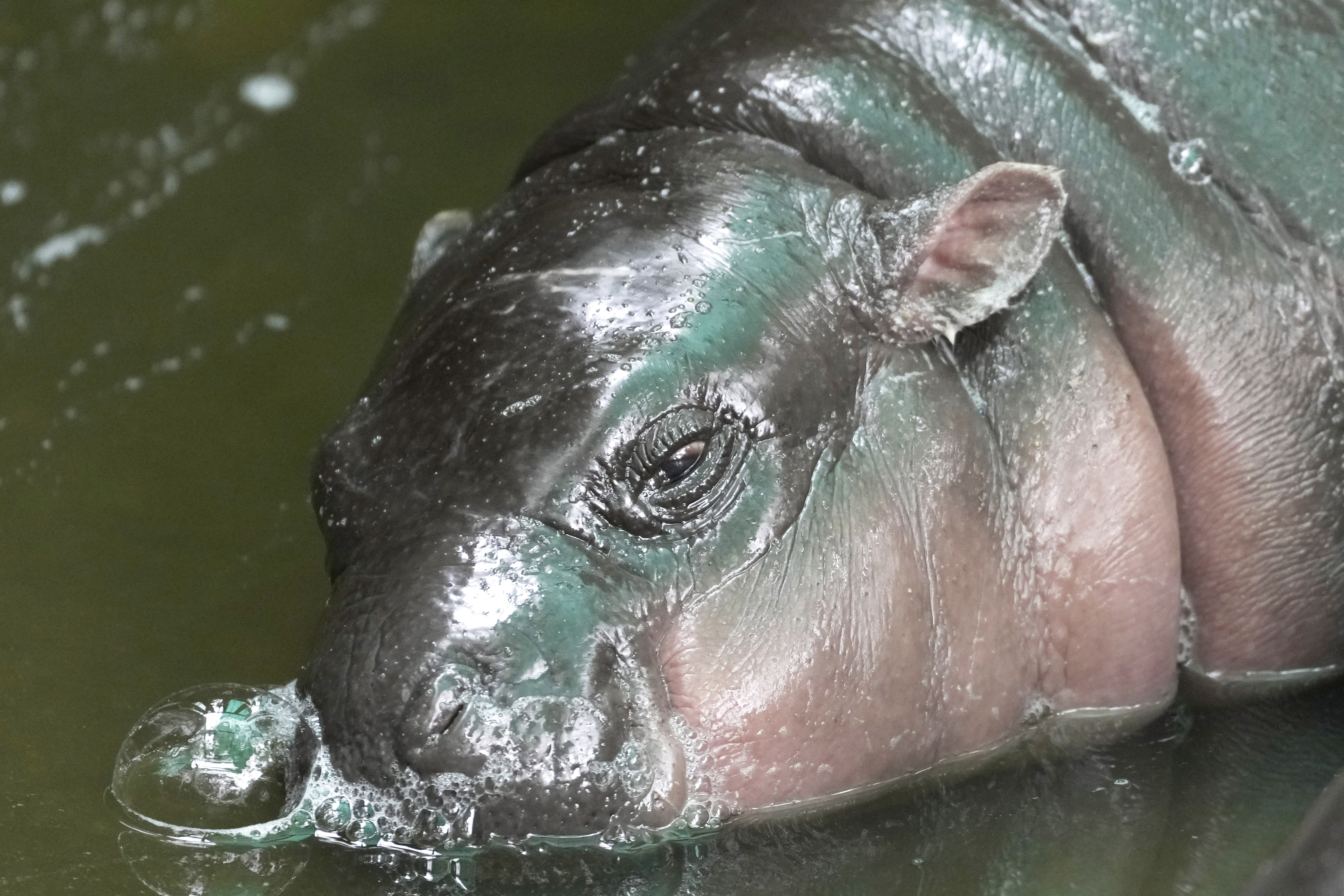 FILE -Two-month-old baby hippo Moo Deng sleeps at the Khao Kheow Open Zoo in Chonburi province, Thailand, Sept. 19, 2024. (AP Photo/Sakchai Lalit, File)