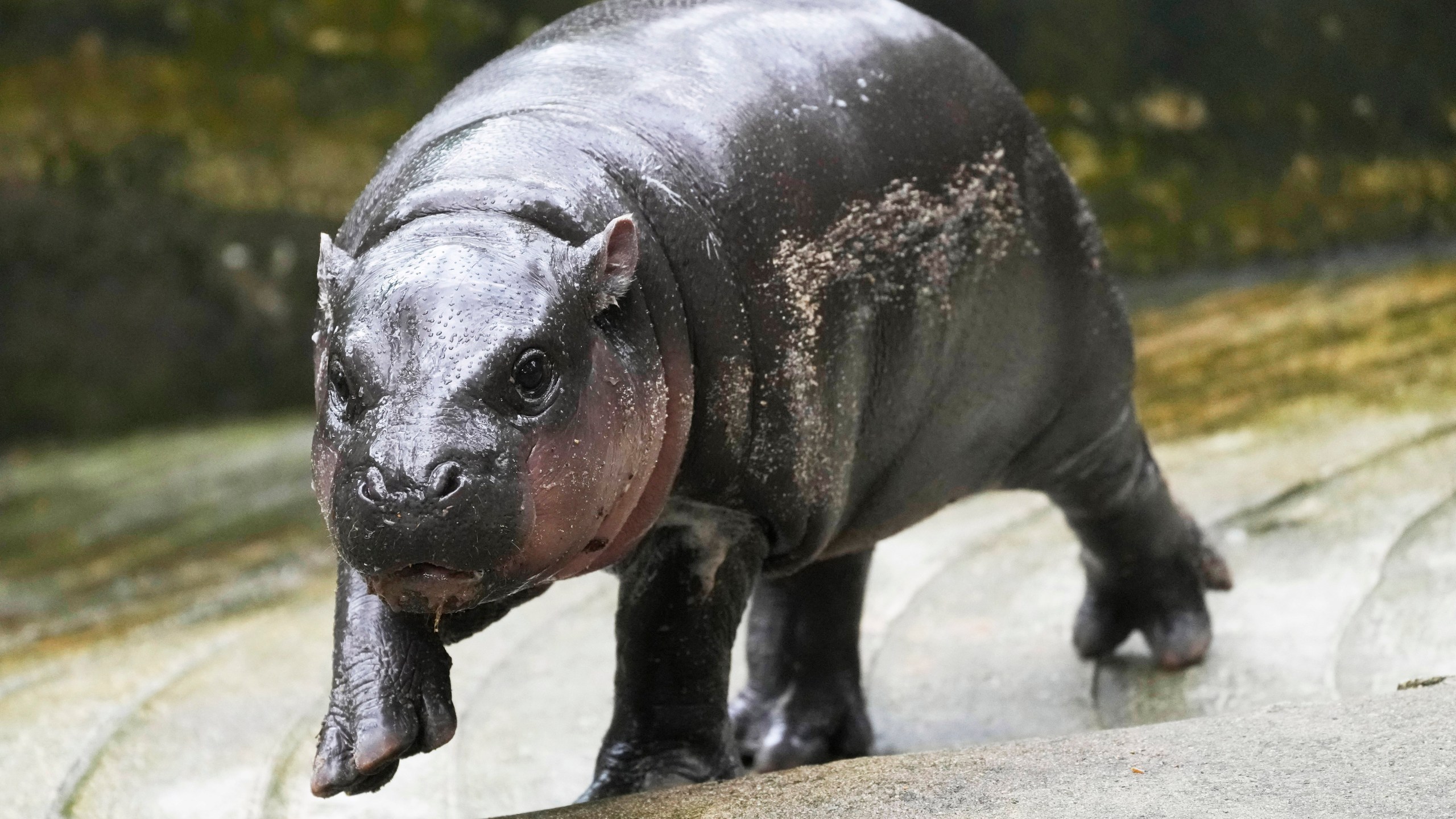 FILE -Two-month-old baby hippo Moo Deng walks at the Khao Kheow Open Zoo in Chonburi province, Thailand, Sept. 19, 2024. (AP Photo/Sakchai Lalit, File)